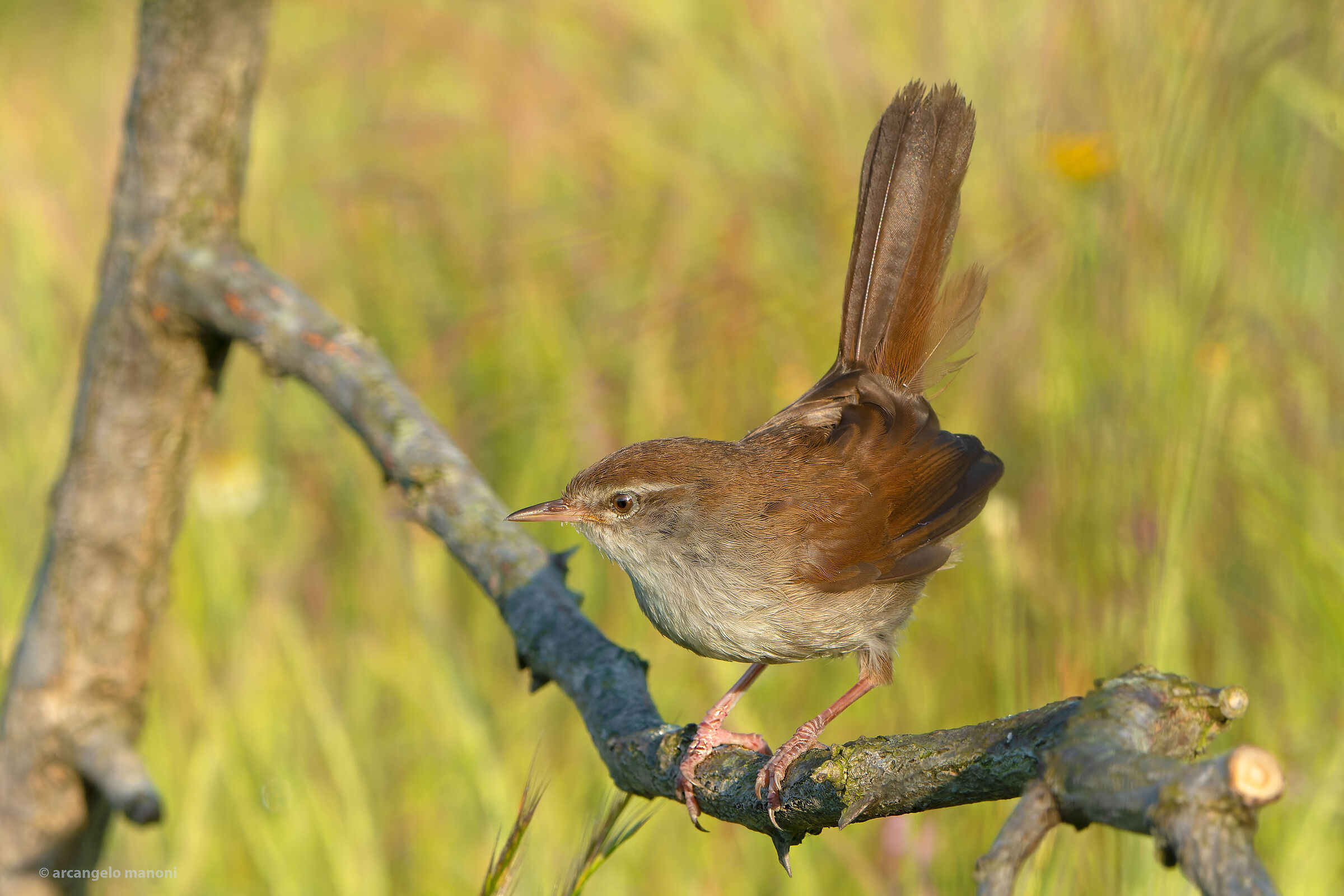 The world of the nightingale