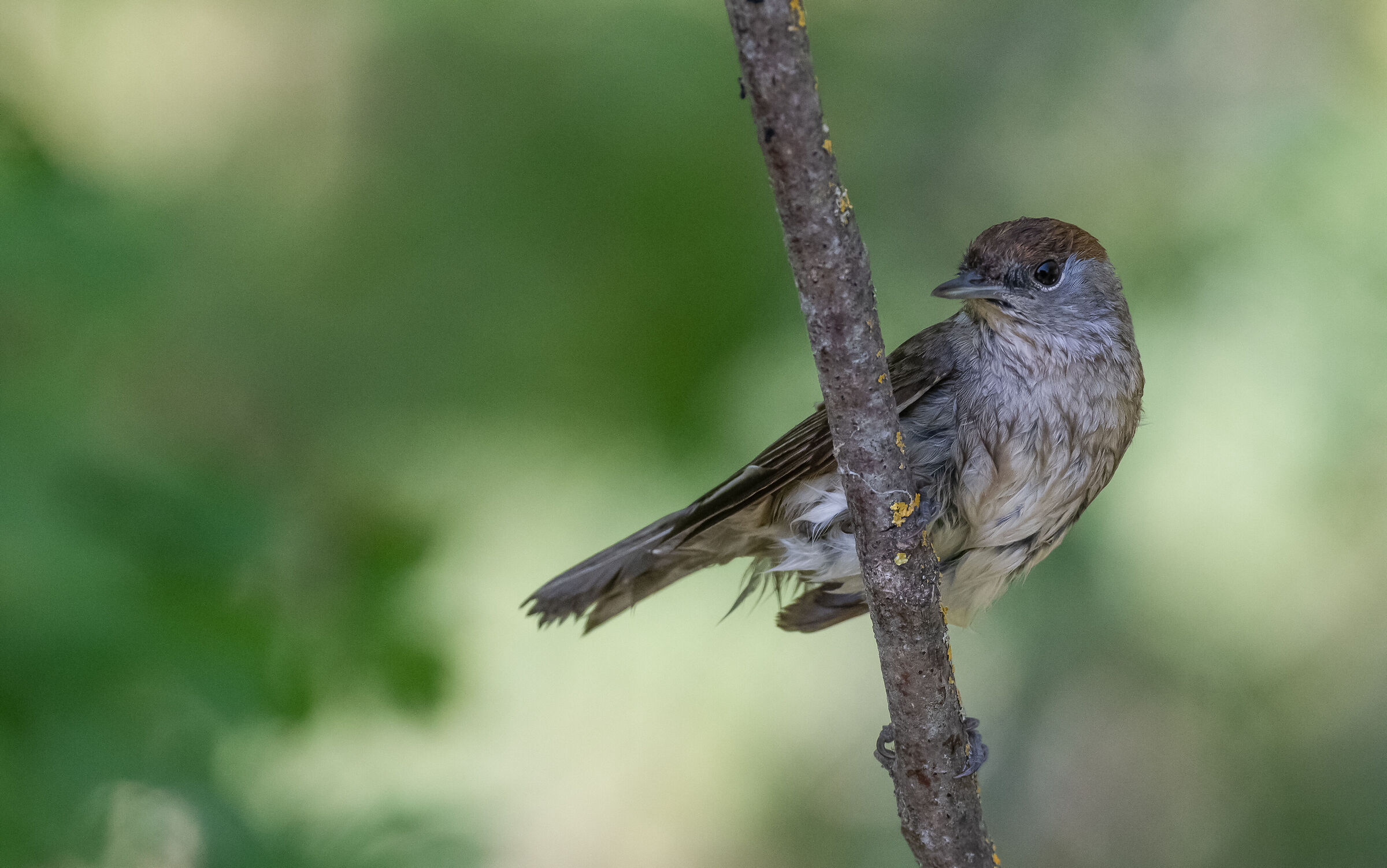 female blackcap after bathing