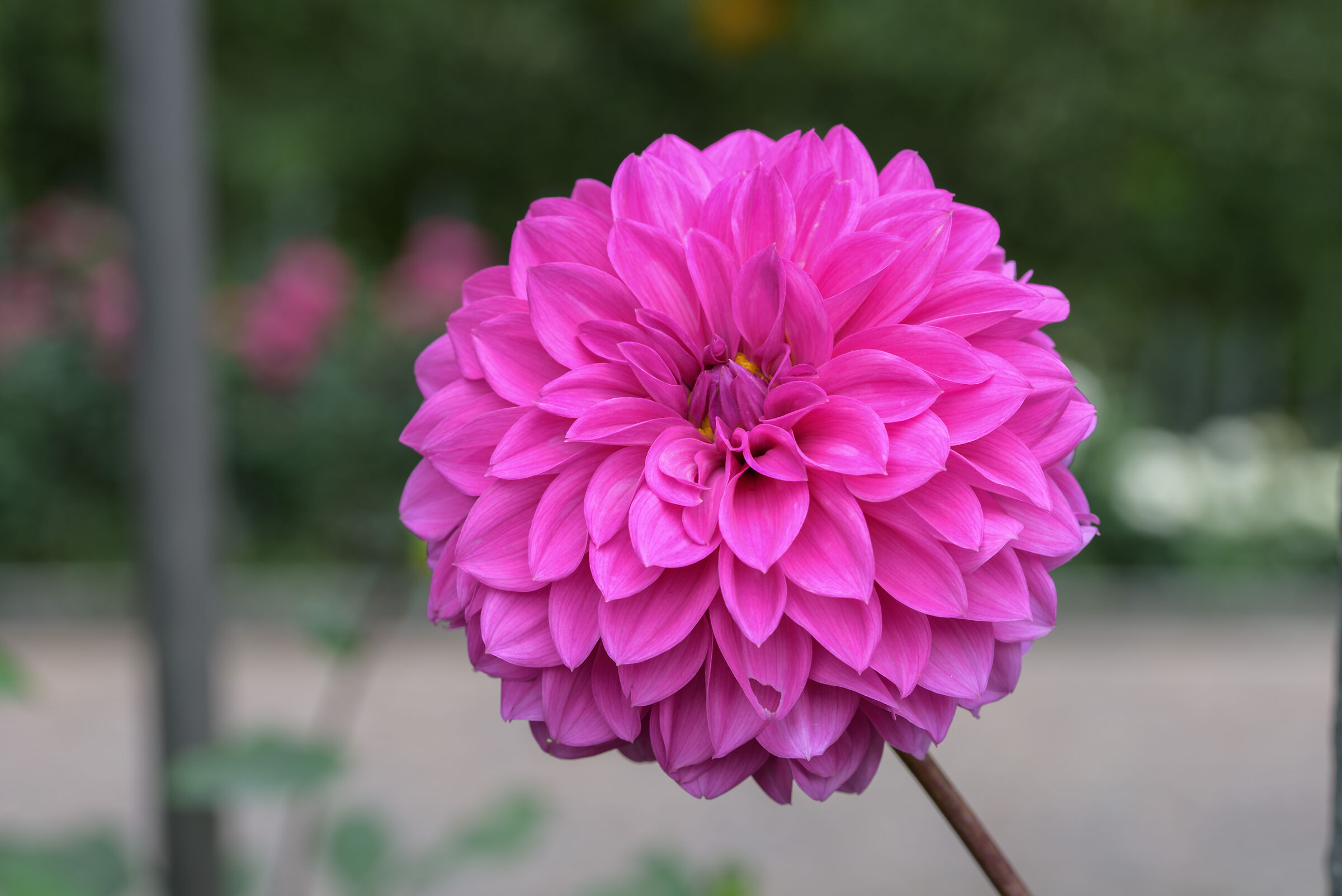 dahlia