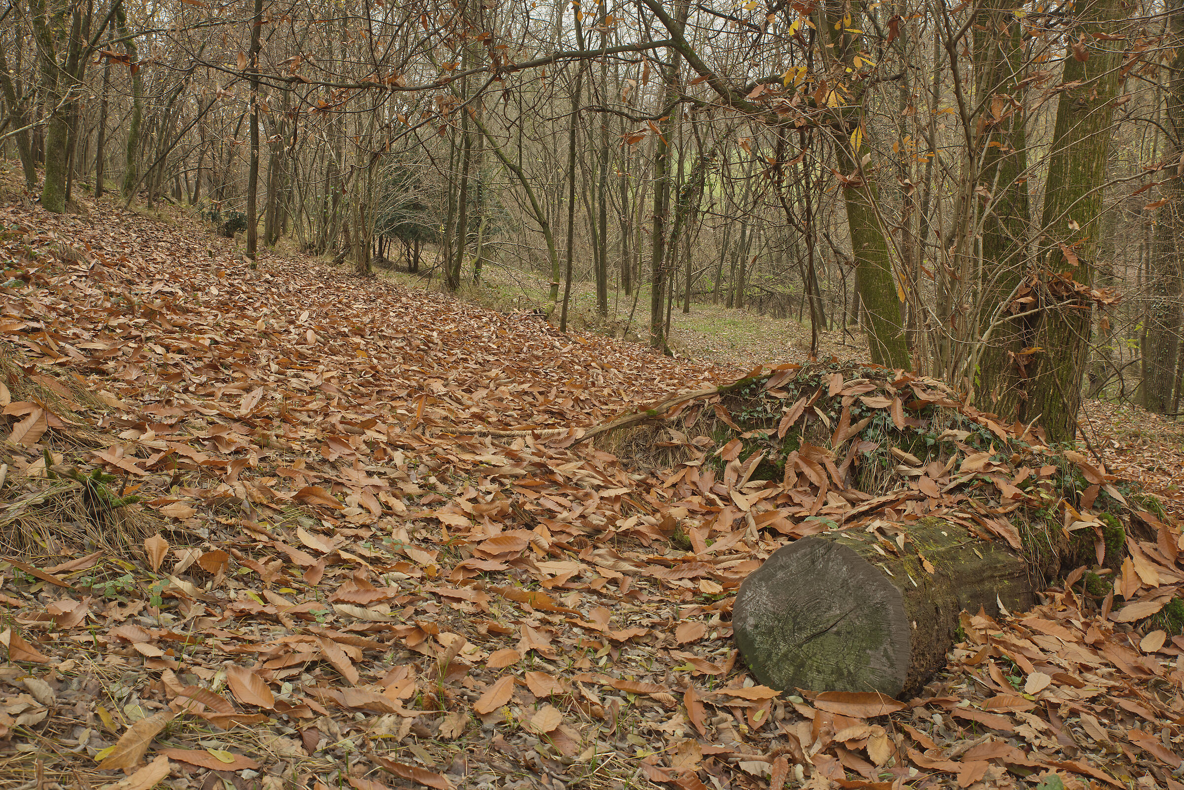 in the woods