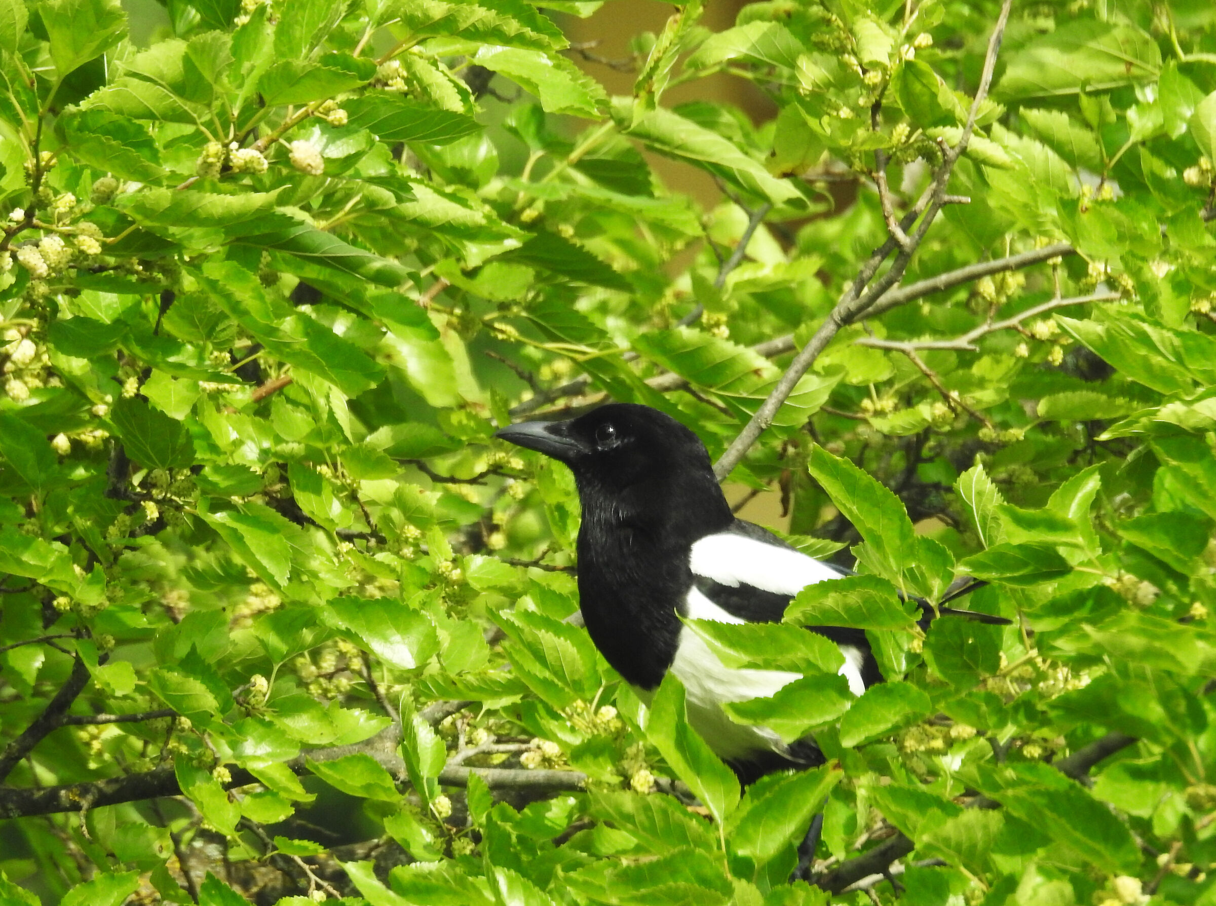 The magpie on the mulberry tree