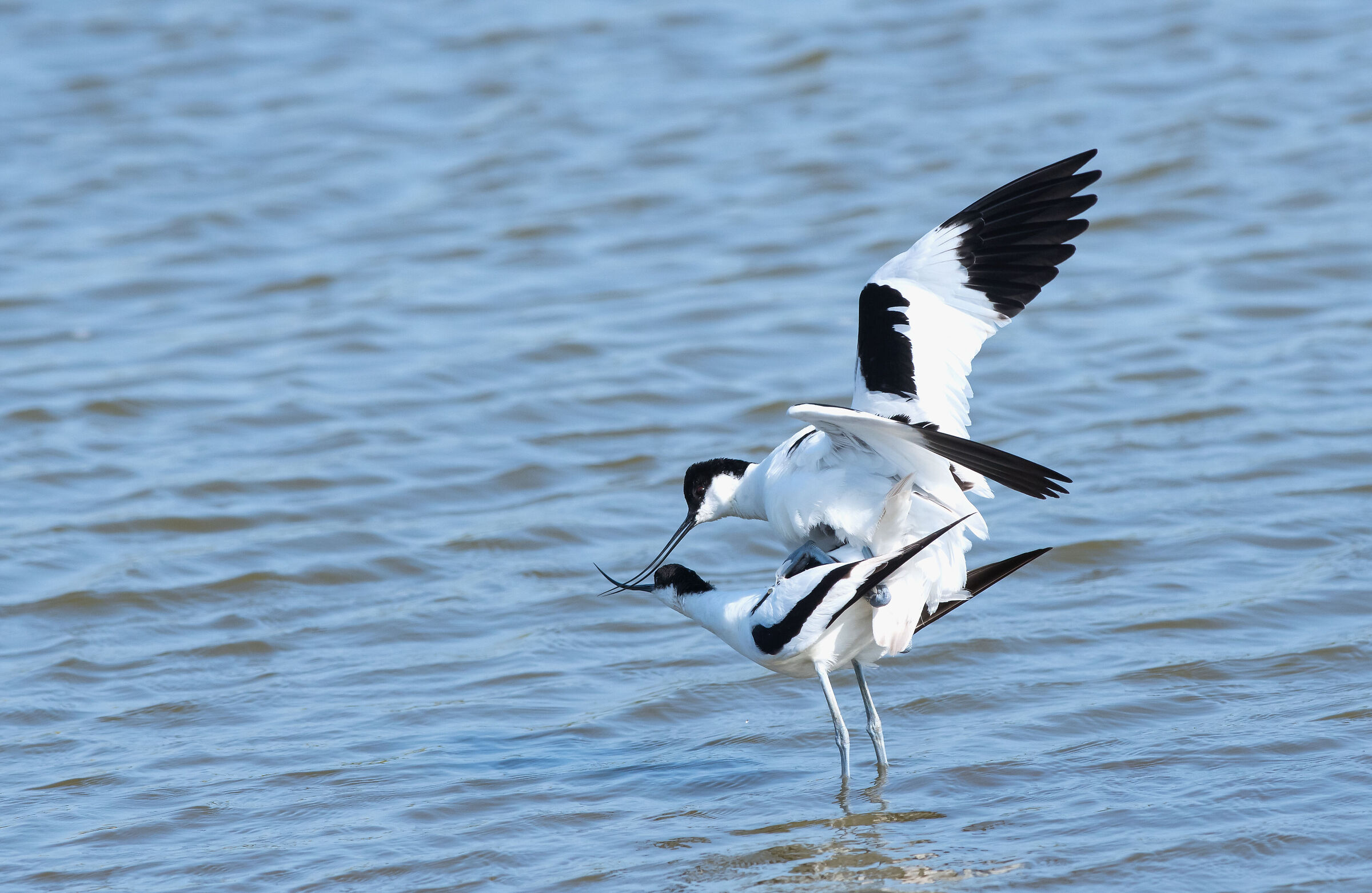 Avocets