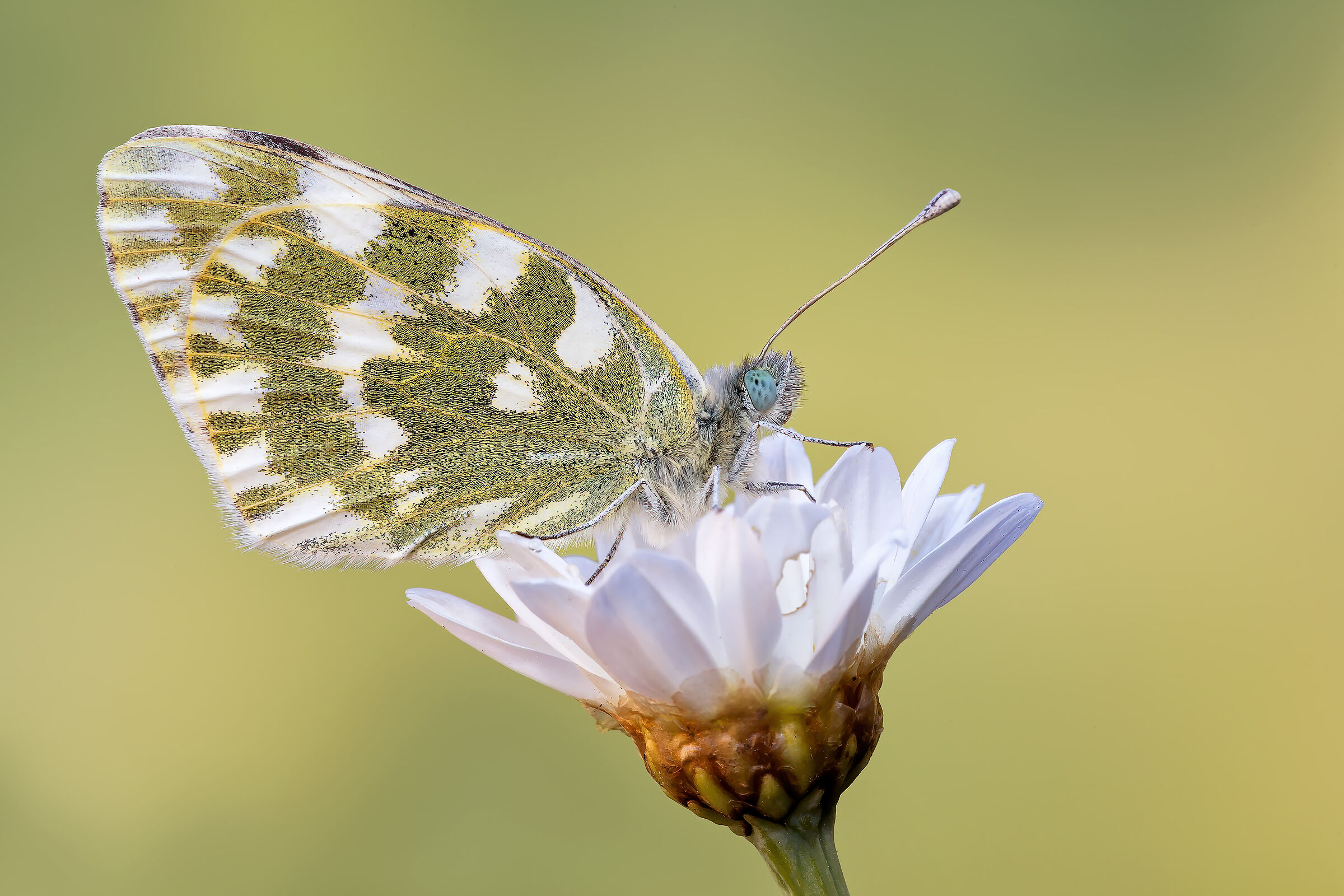 Pontia edusa