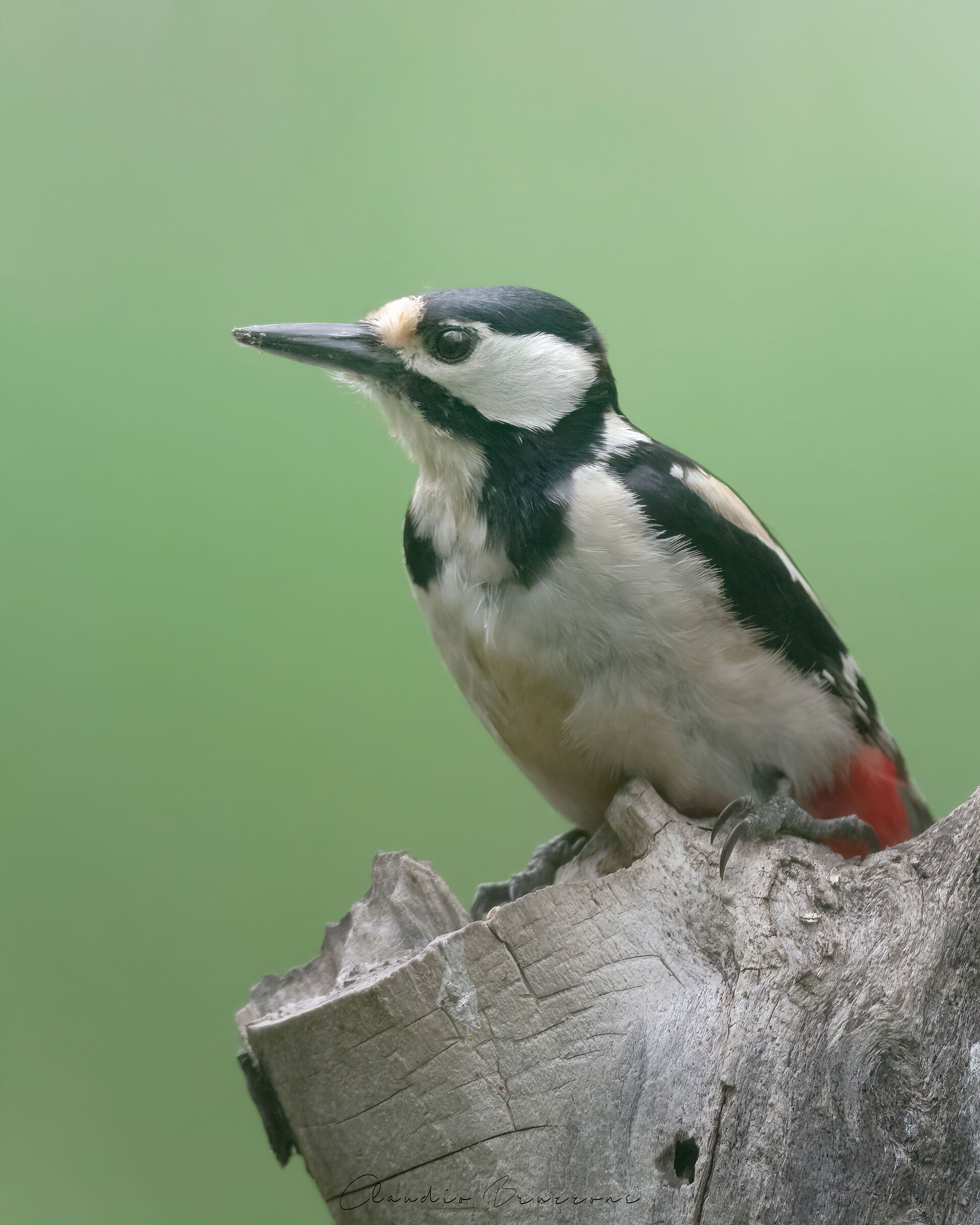 The tireless commuter