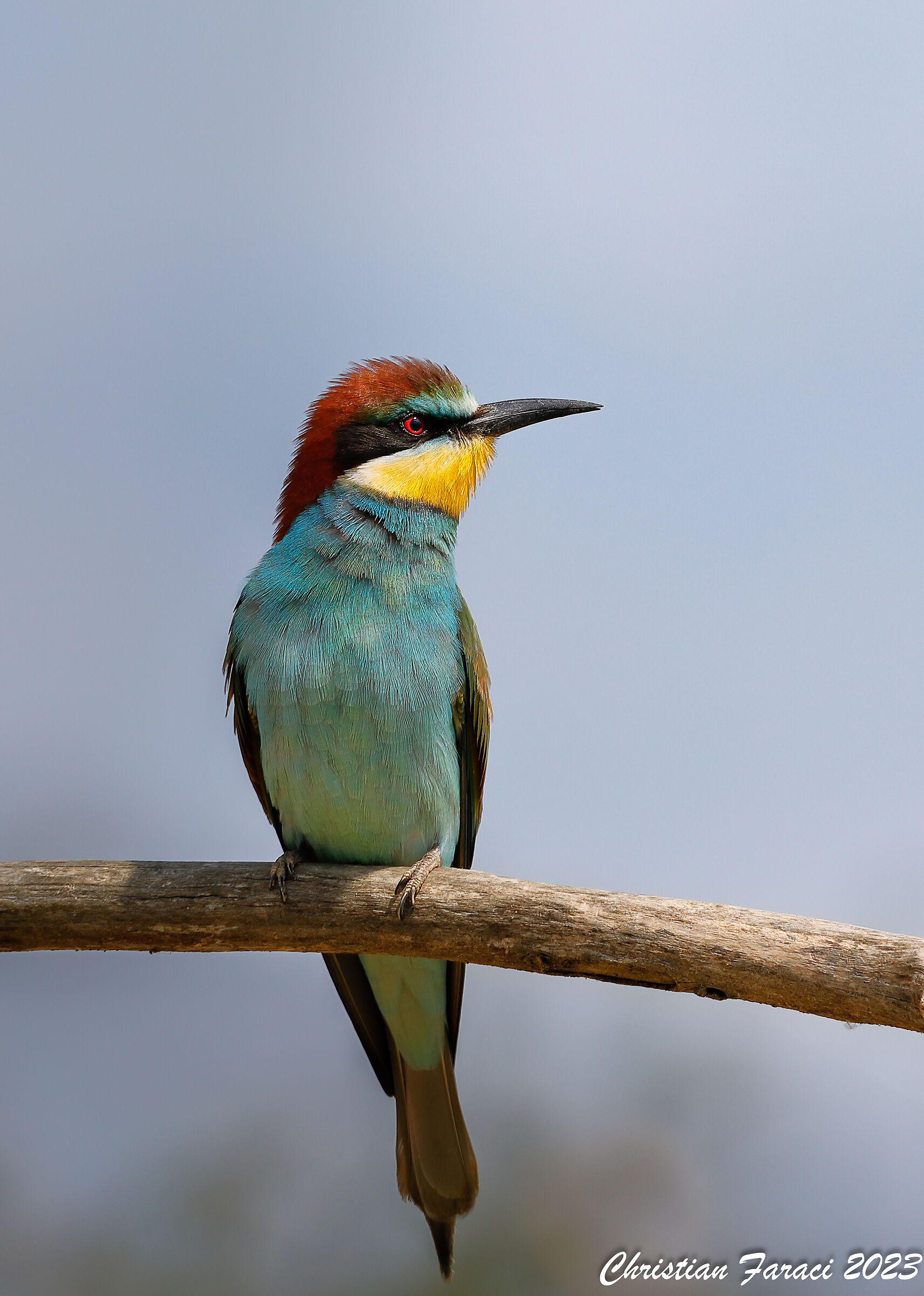 Male bee-eater