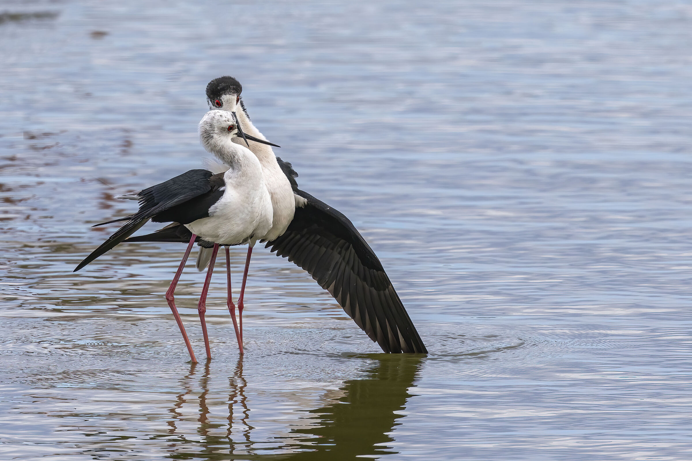 Cavalieri d'italia. Le coccole