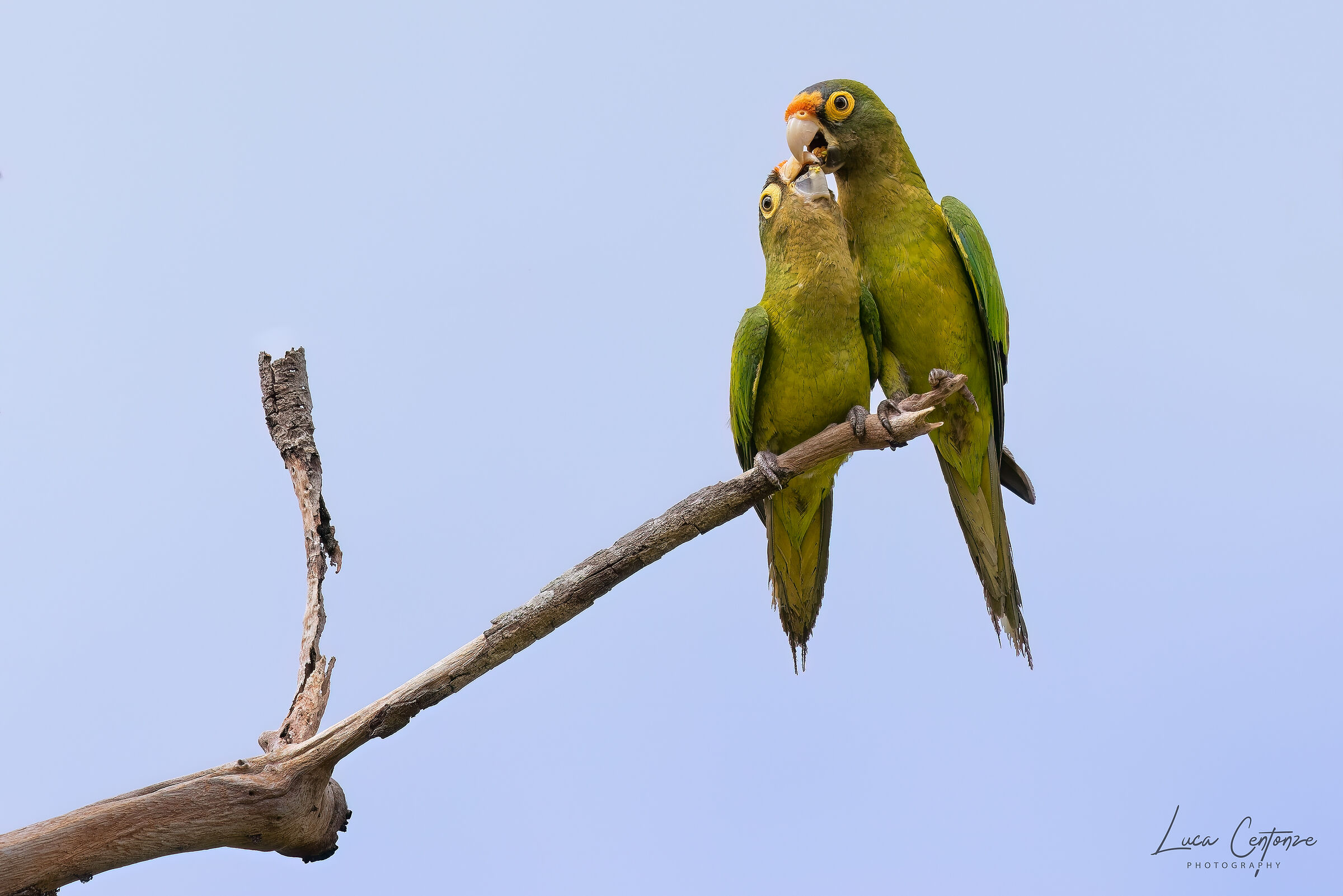 Orange-fronted Parakeet (Eupsittula canicularis)