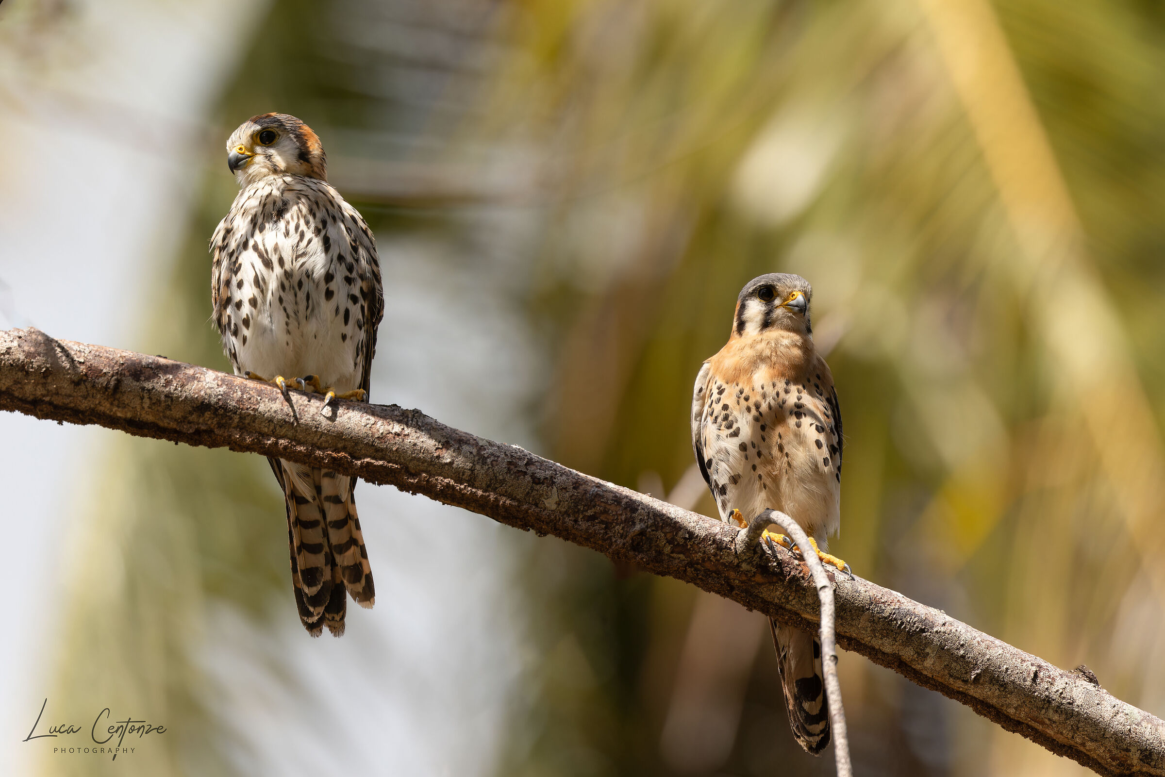 American Kestrel (Falco sparverius)