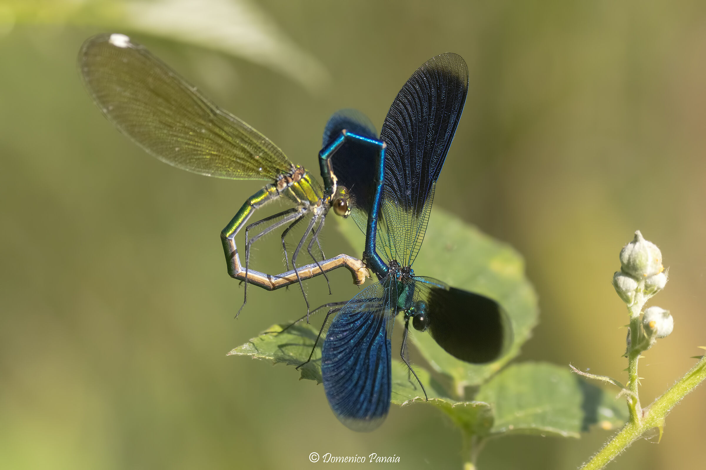 calopteryx splendens
