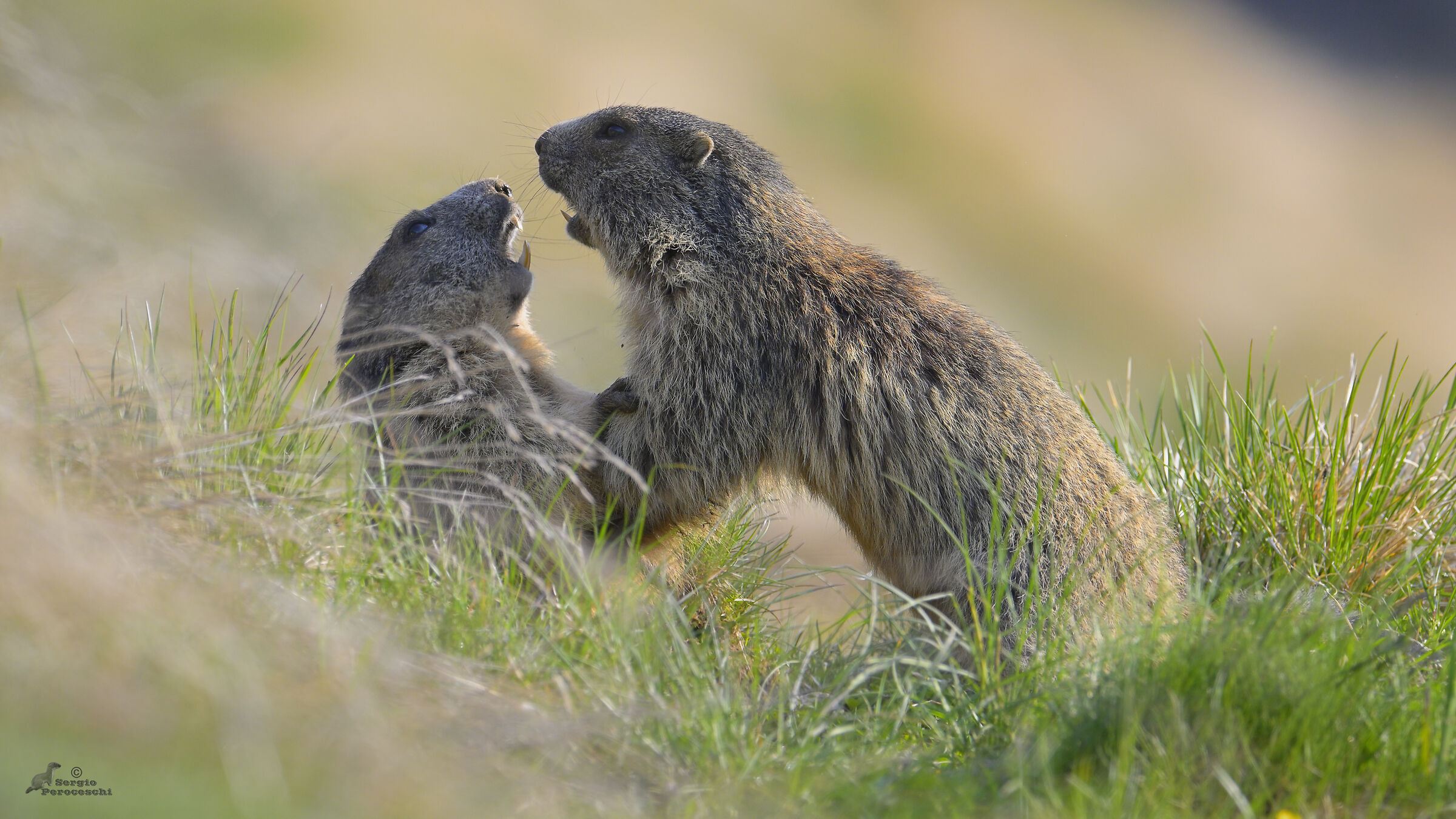 Playful marmots
