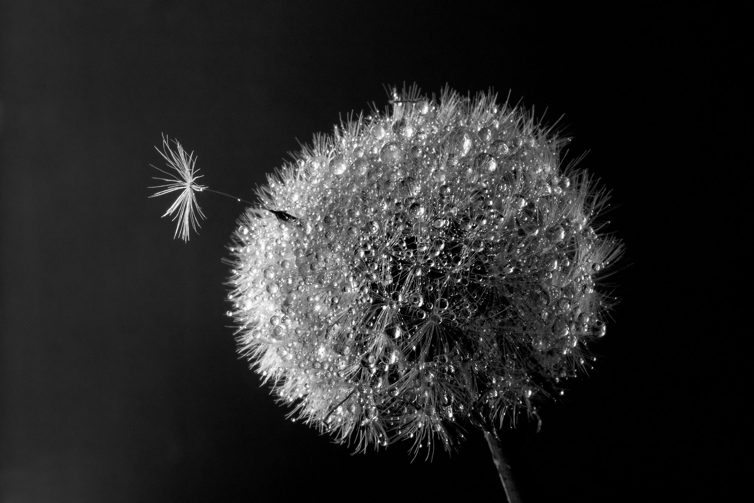 Le lacrime dei prati.