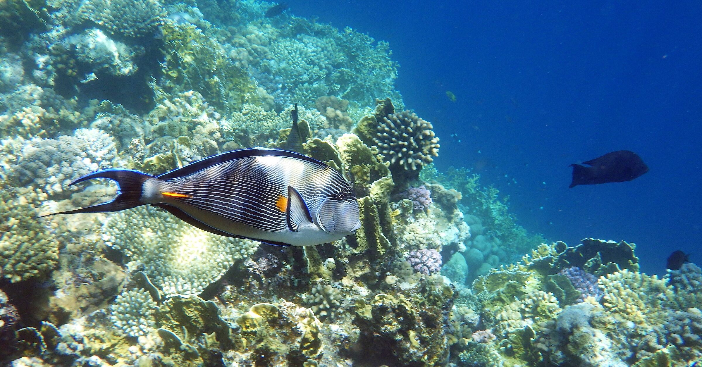 SURGEONFISH