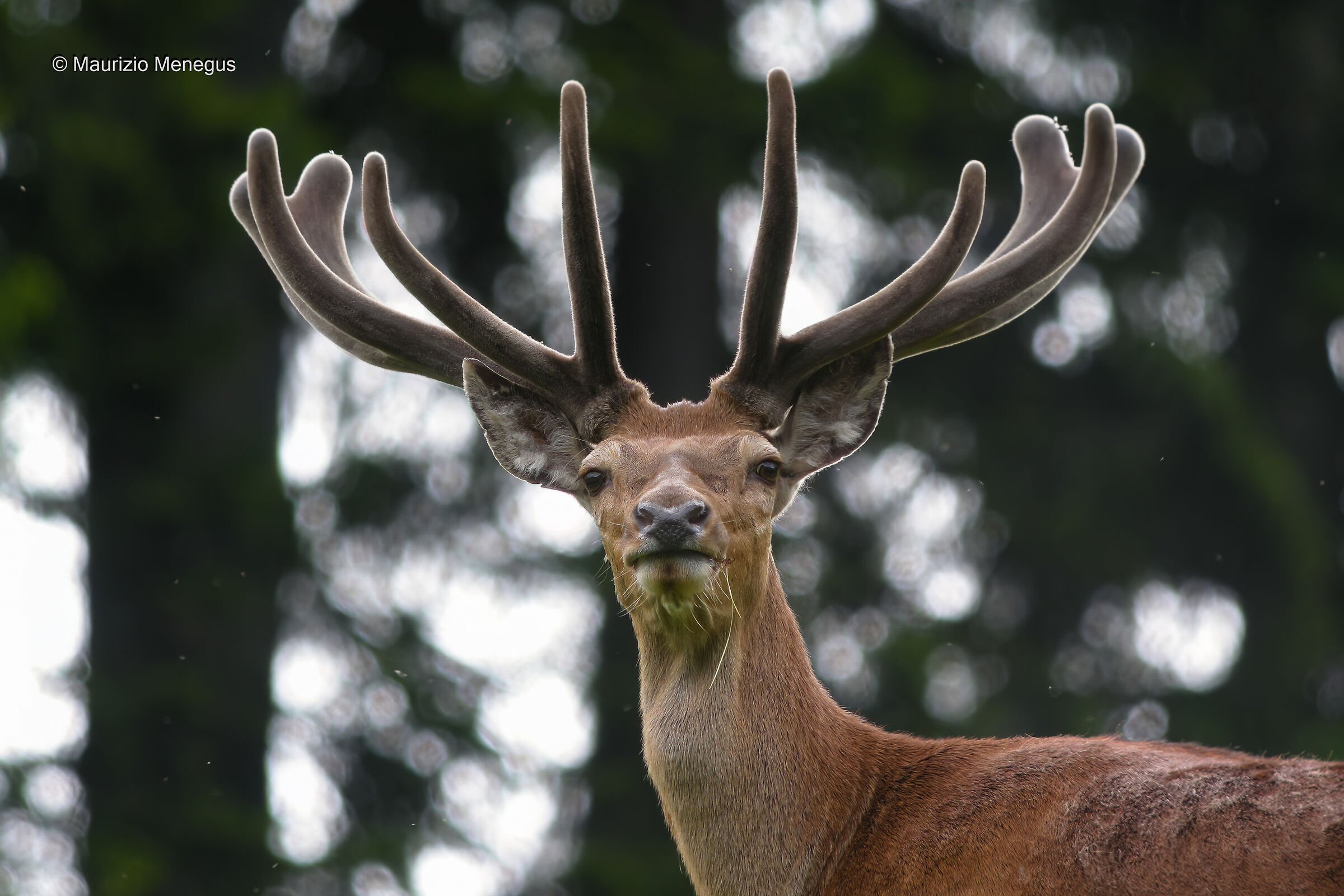 Cervo in ambiente controllato