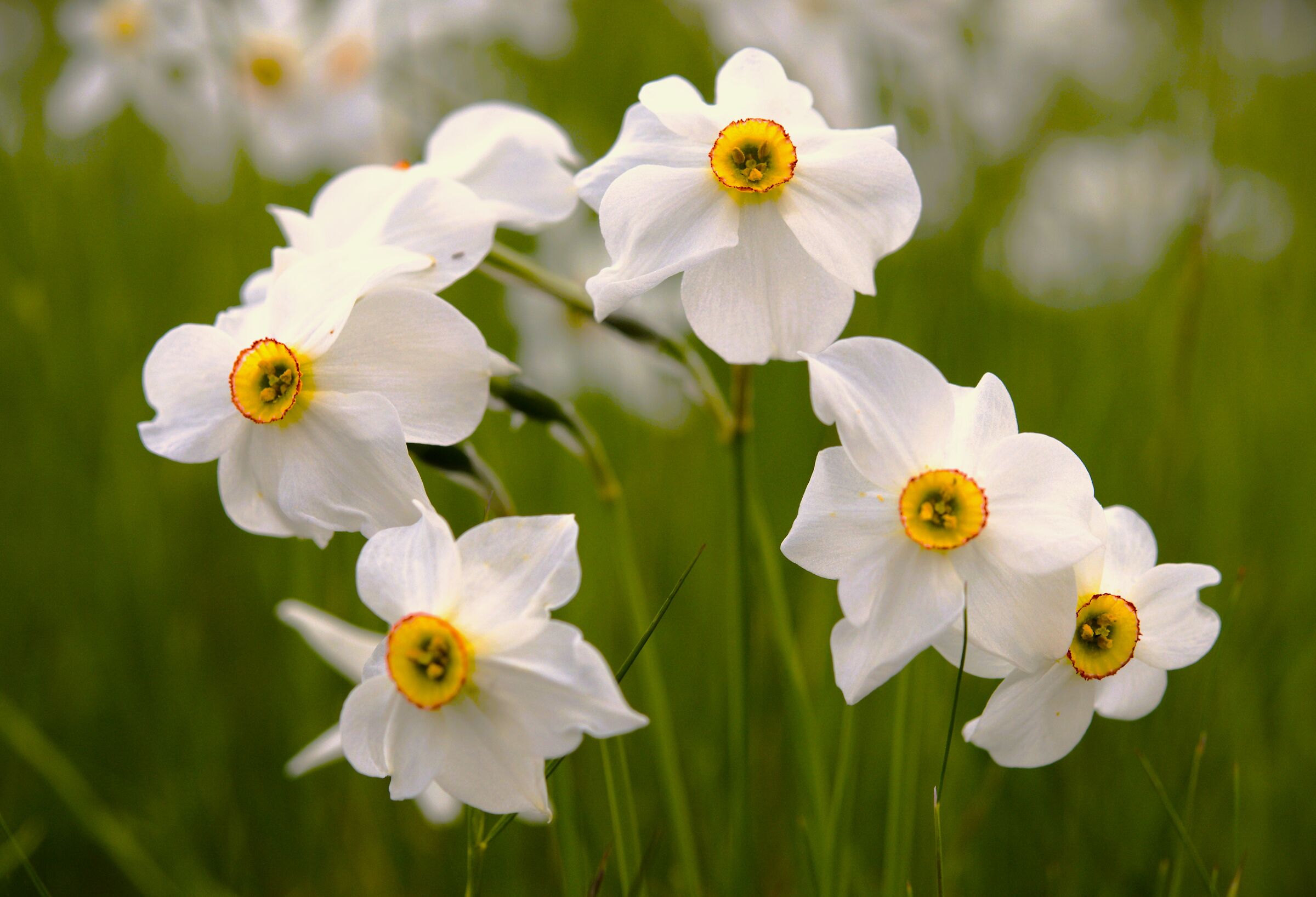 Daffodils of the fields