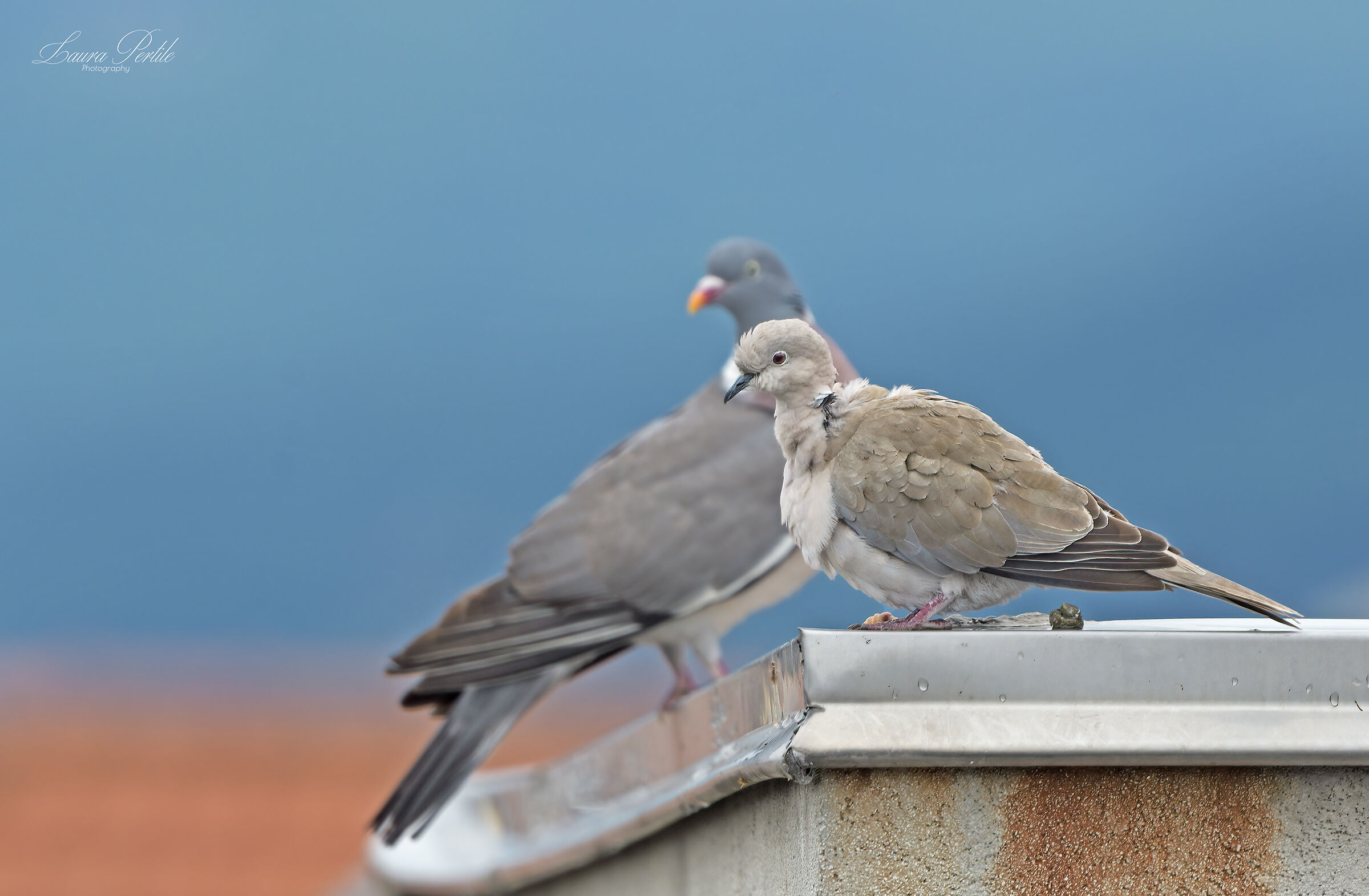Tortora e Colombaccio