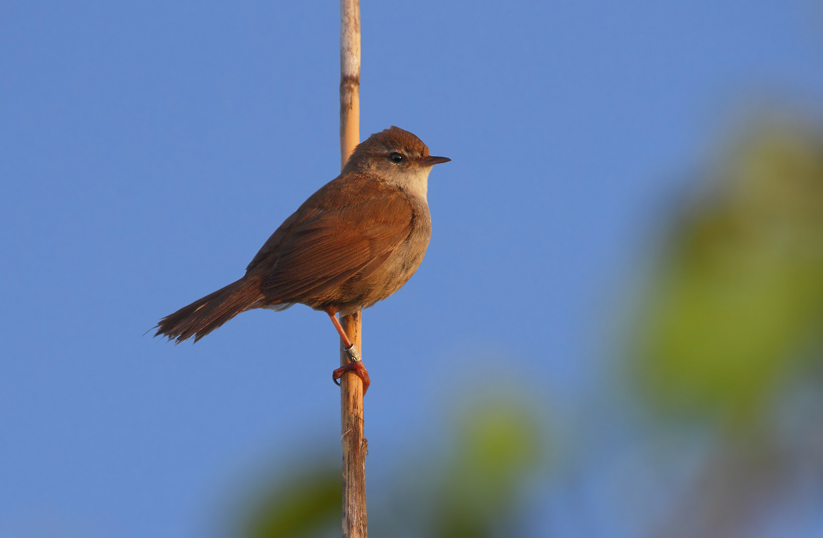 Cetti's Warbler