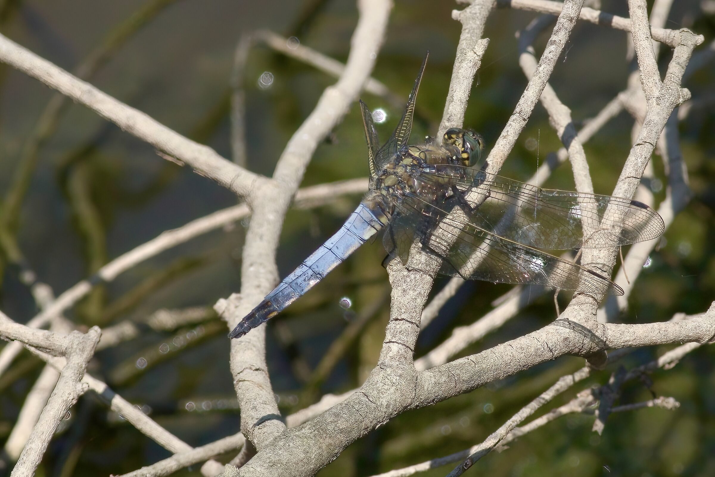 frecciazzurra puntanera