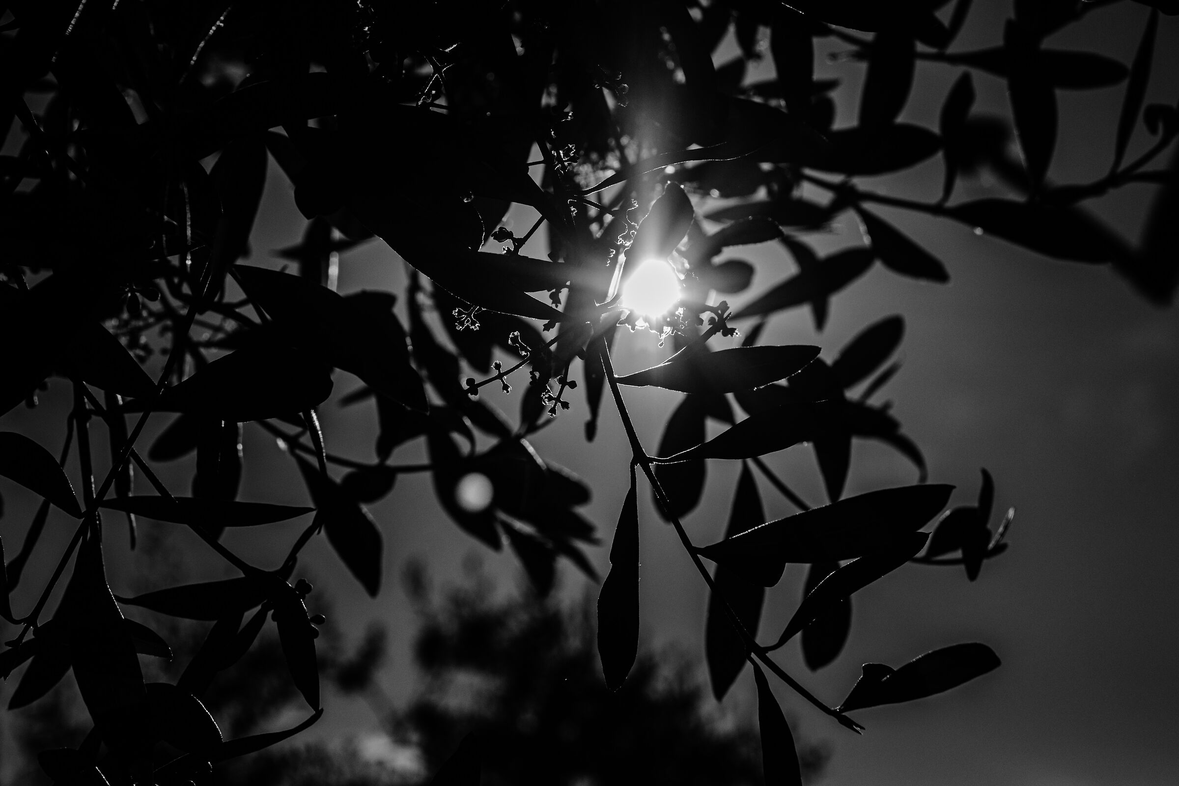 Sun among the olive trees