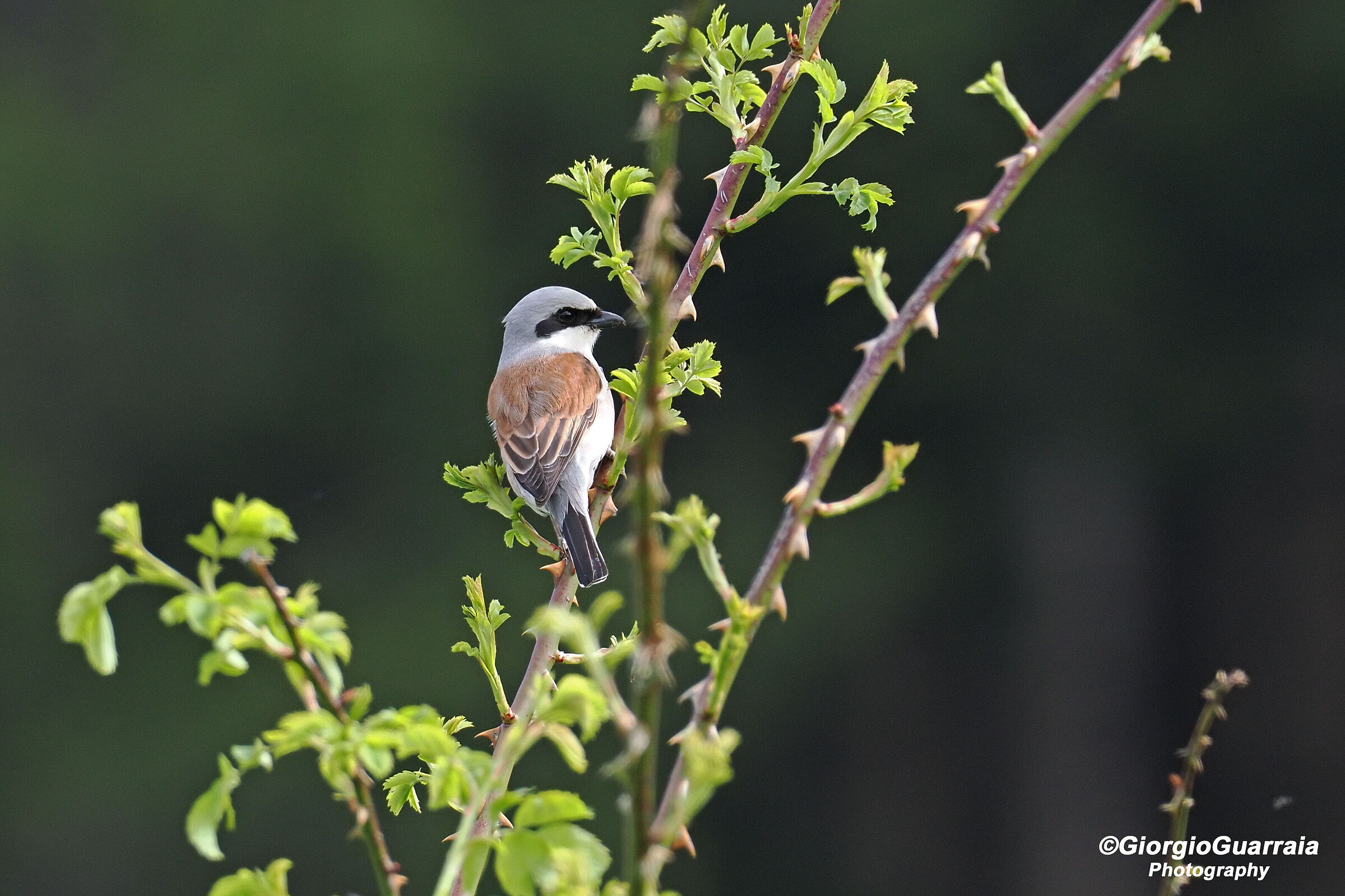 Shrike, male