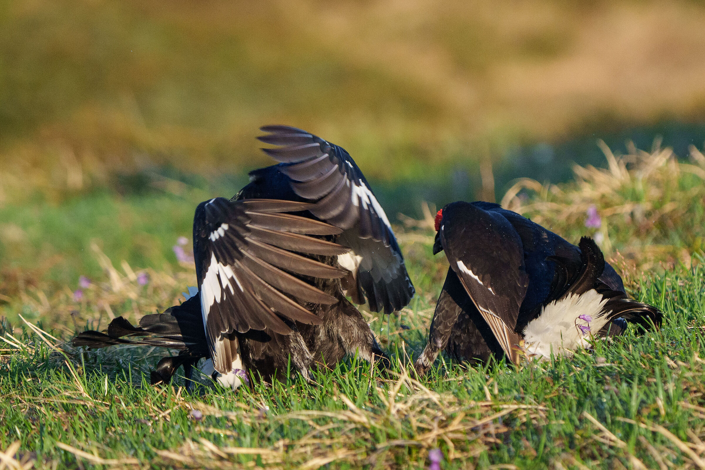 Galli forcelli , I defend myself with wings