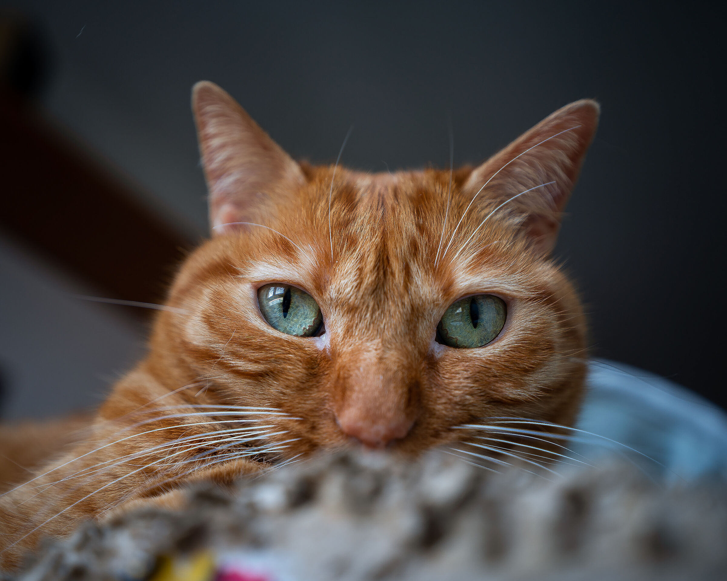 Sly eyes