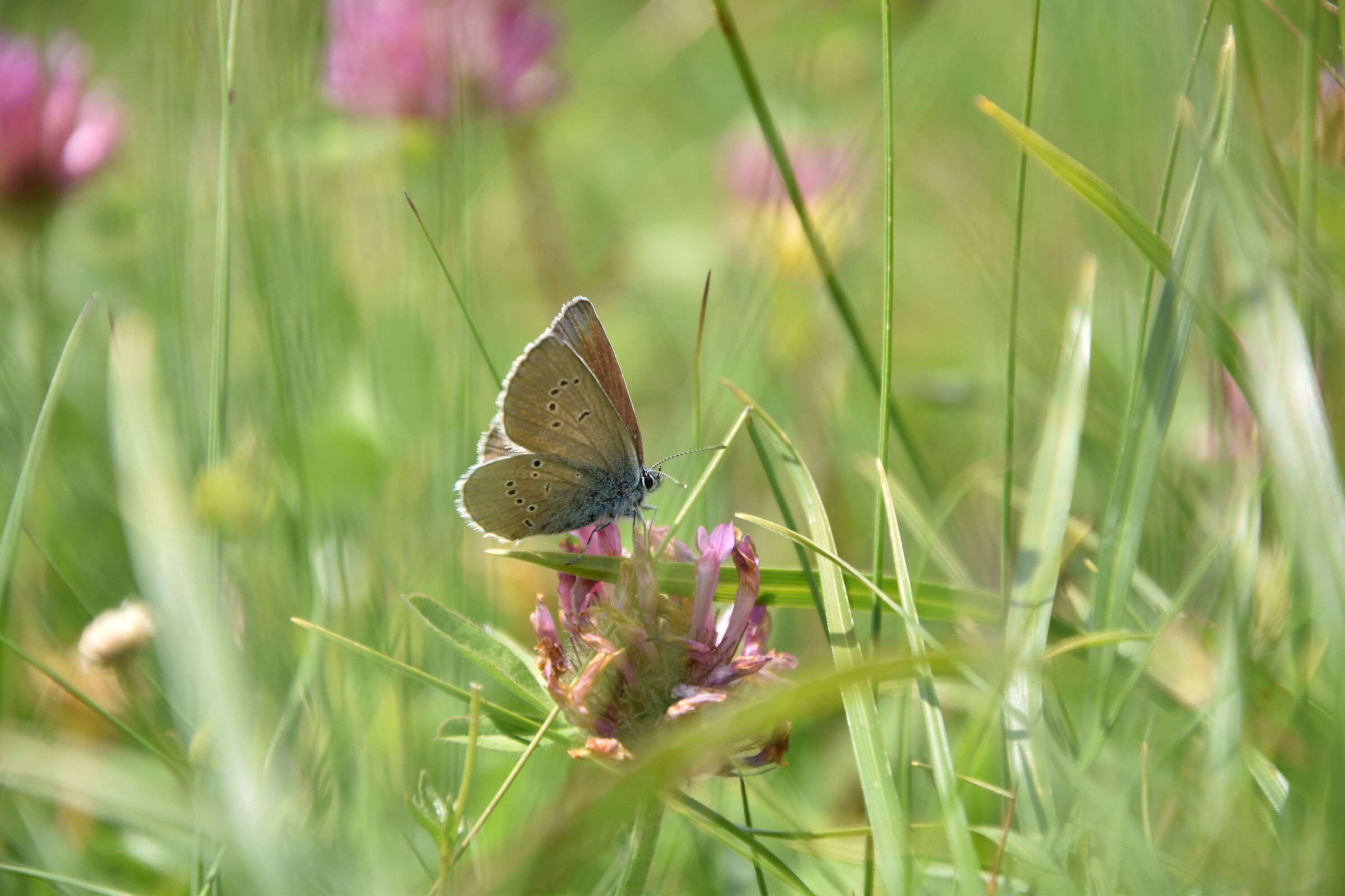Farfalla in Trentino