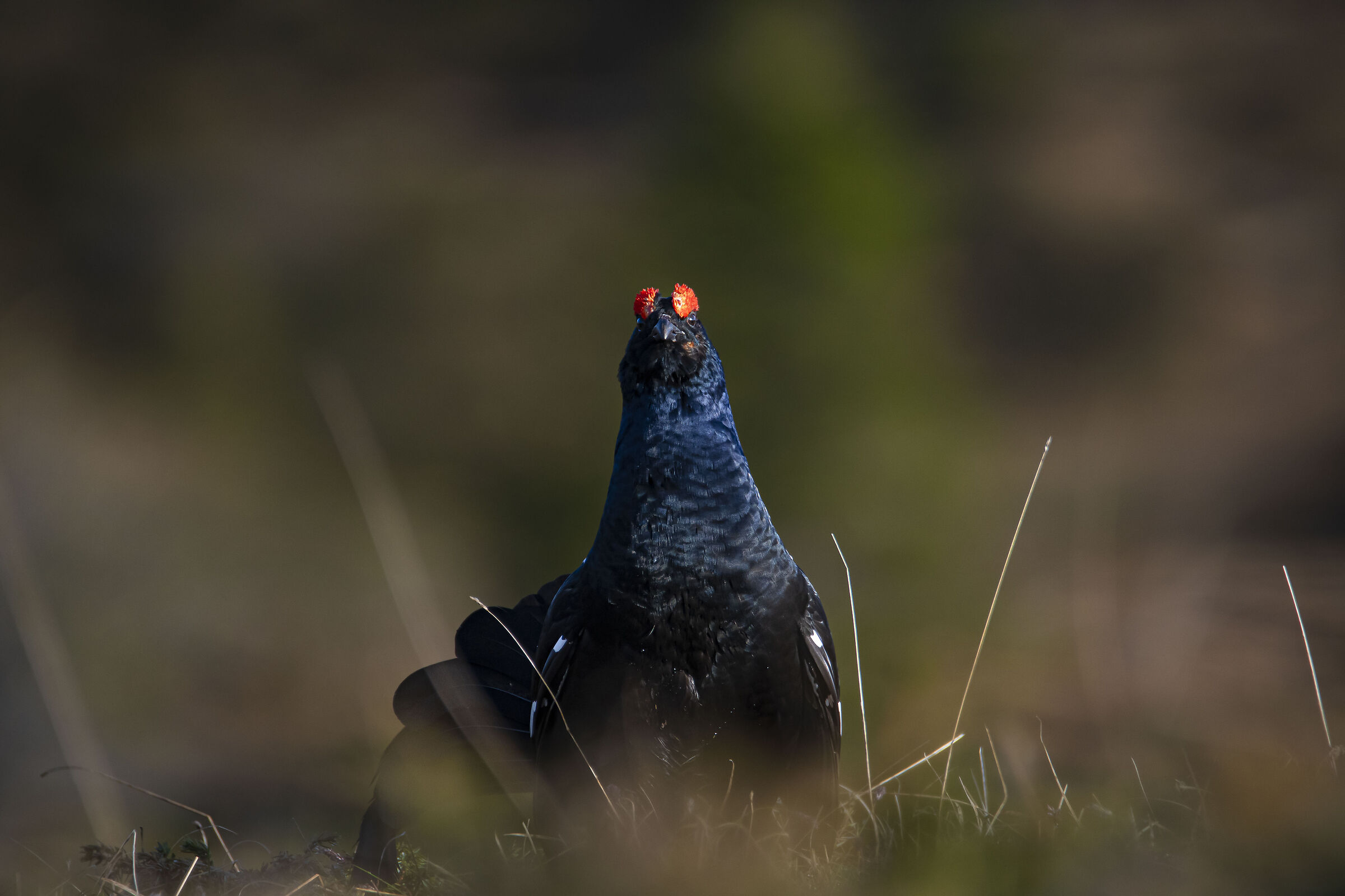 Black grouse