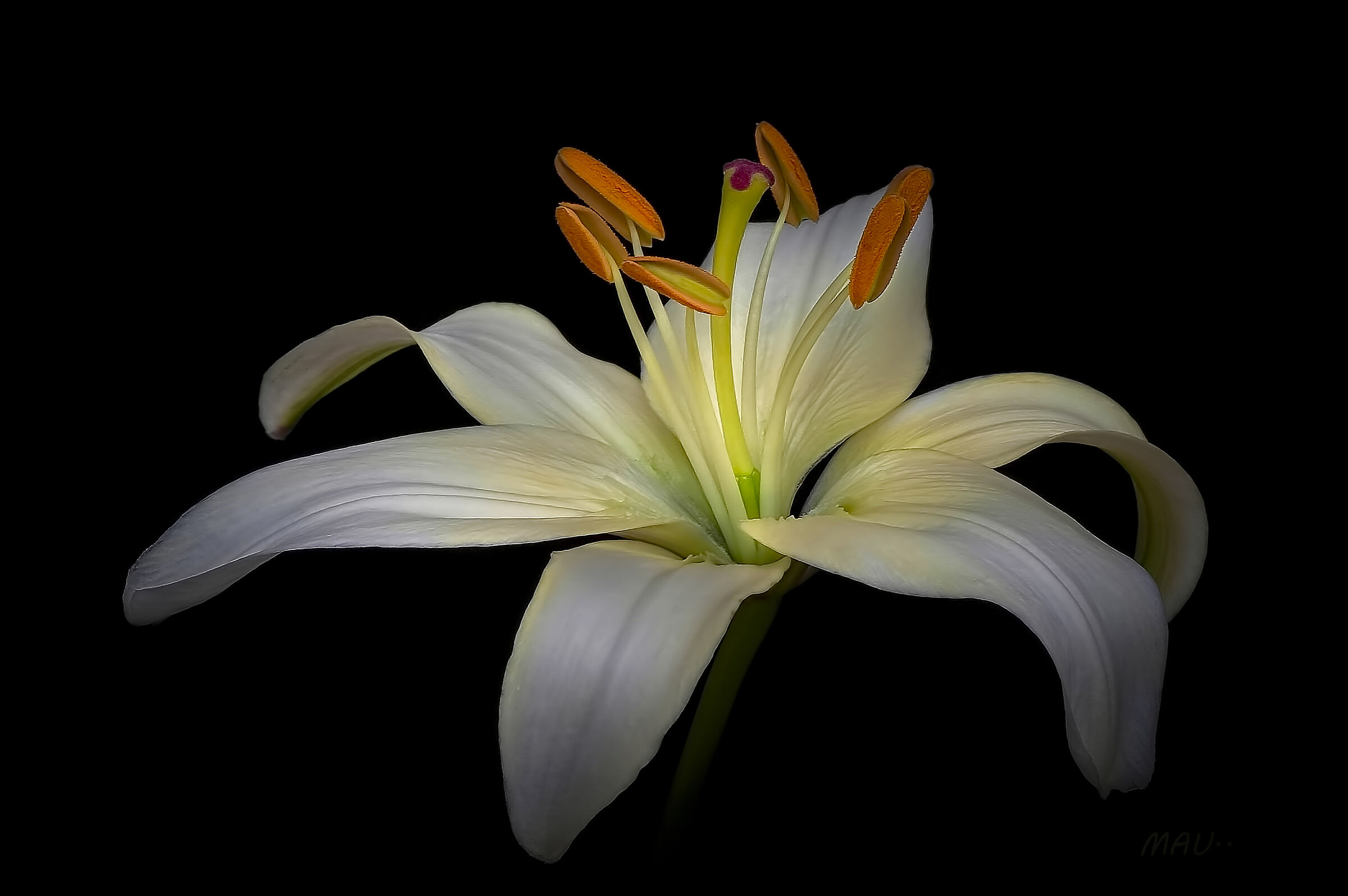 Lilium candido