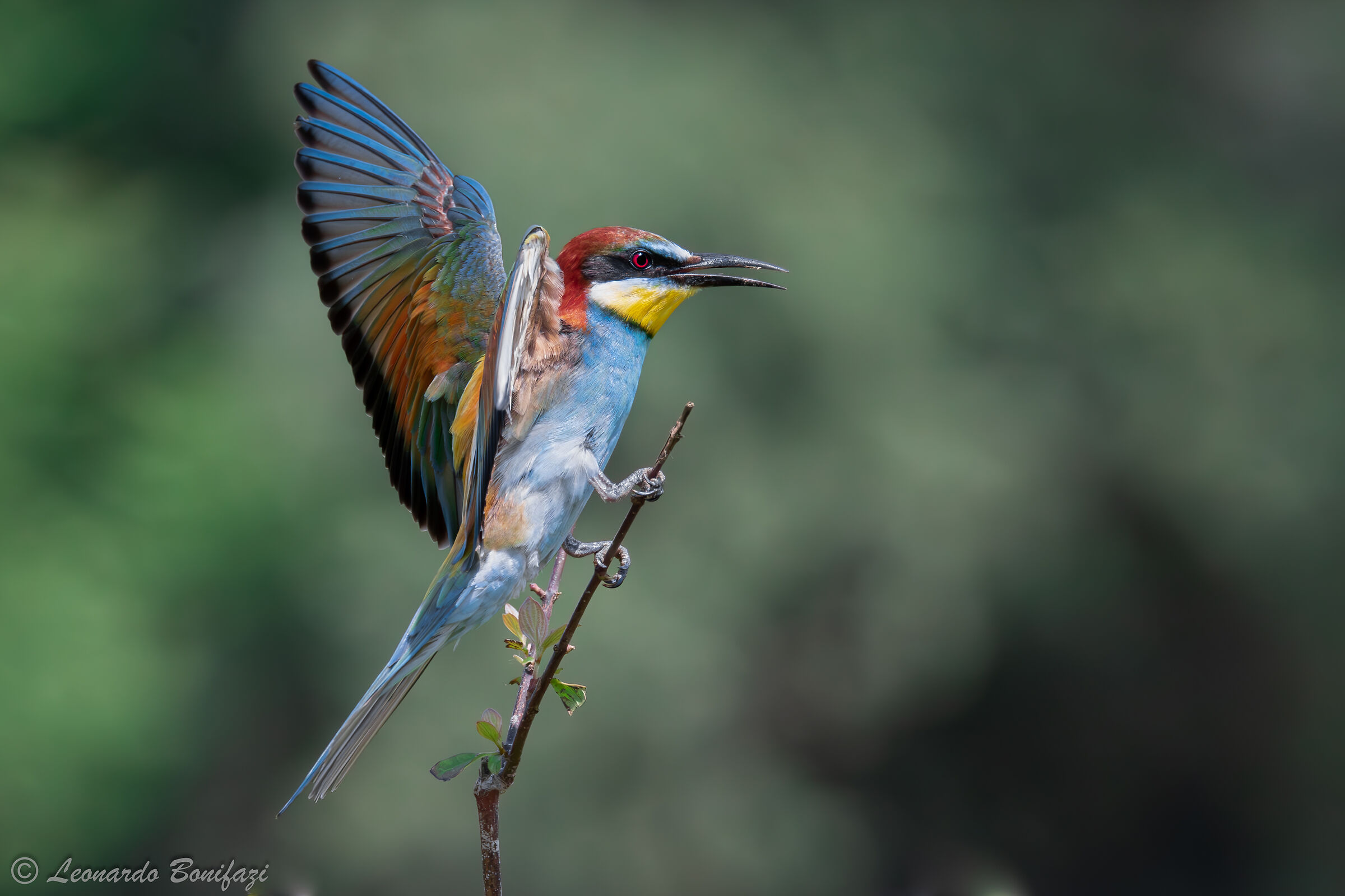 Bee-eater