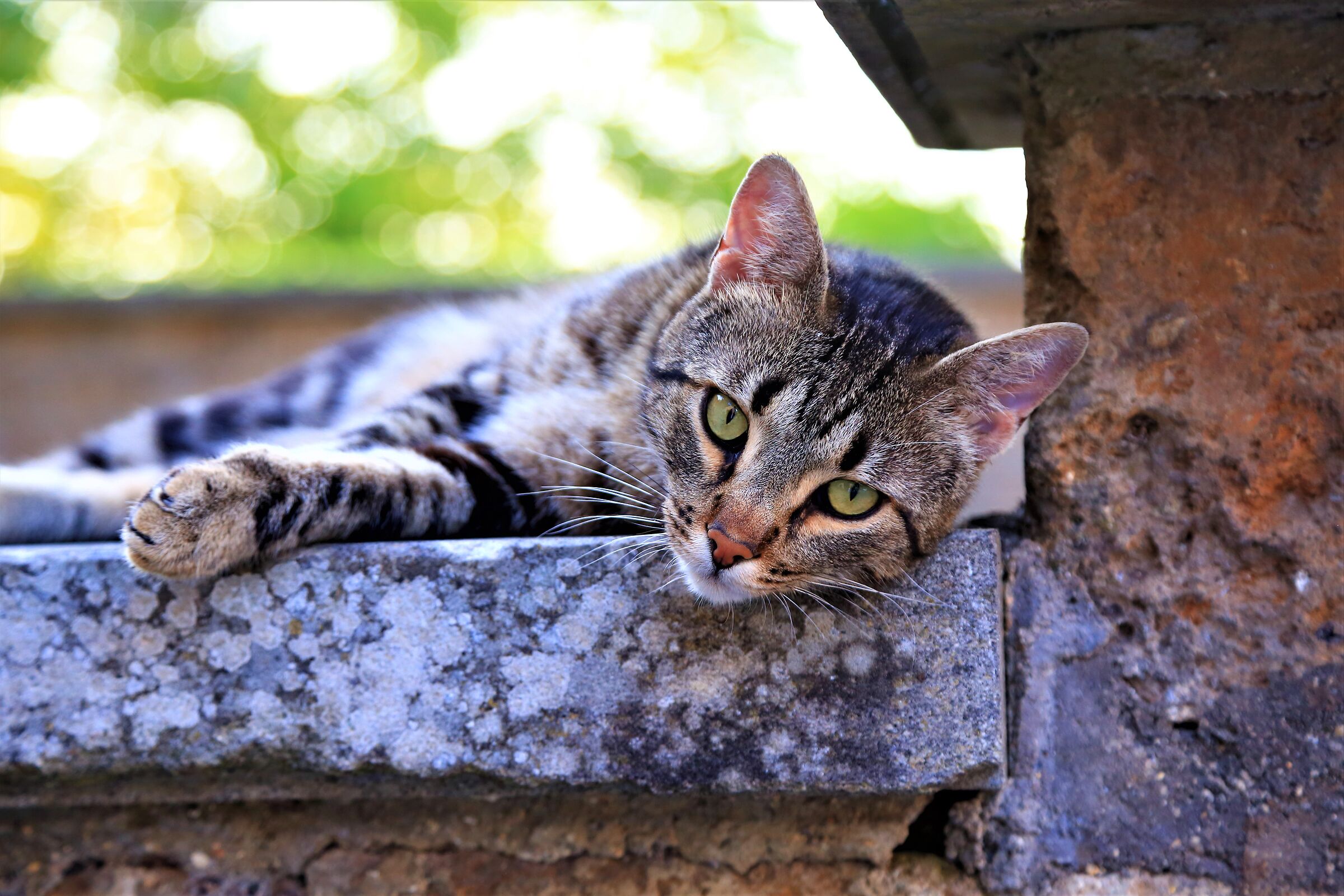 Gatto su pietra - Calcata