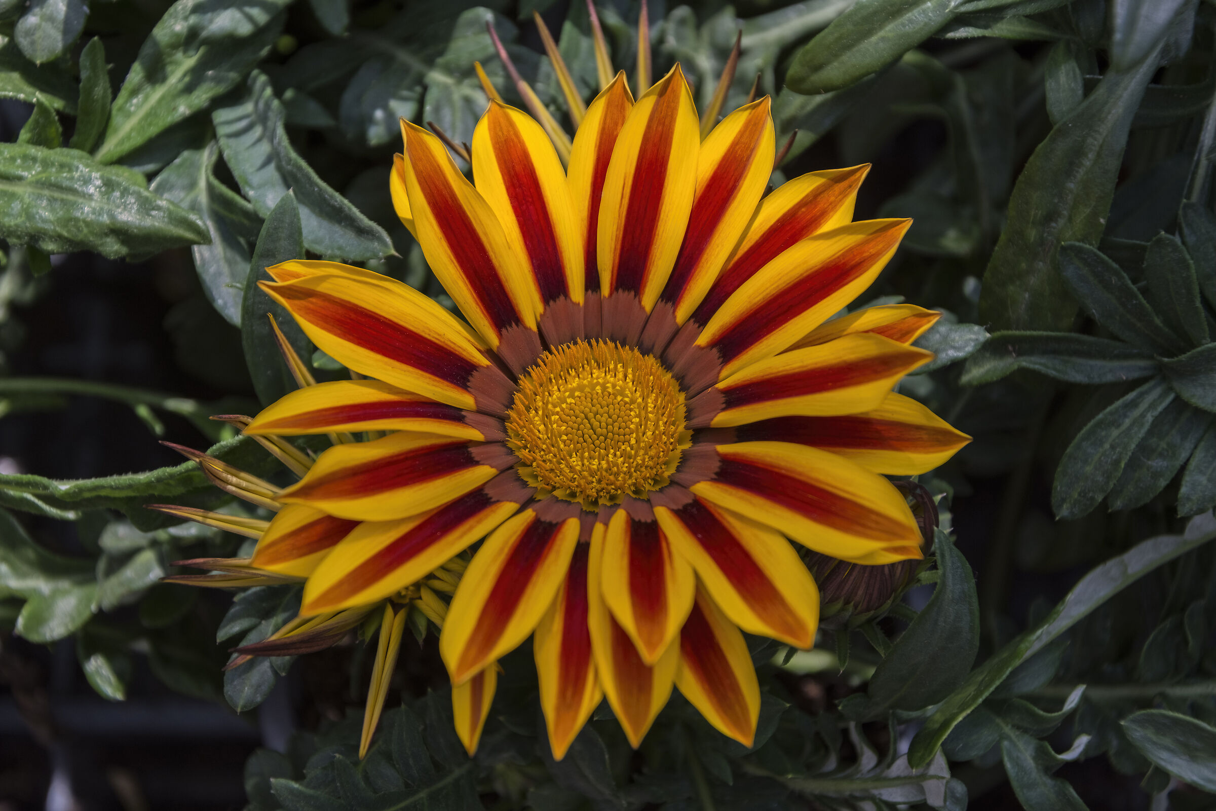 Danza del Sole