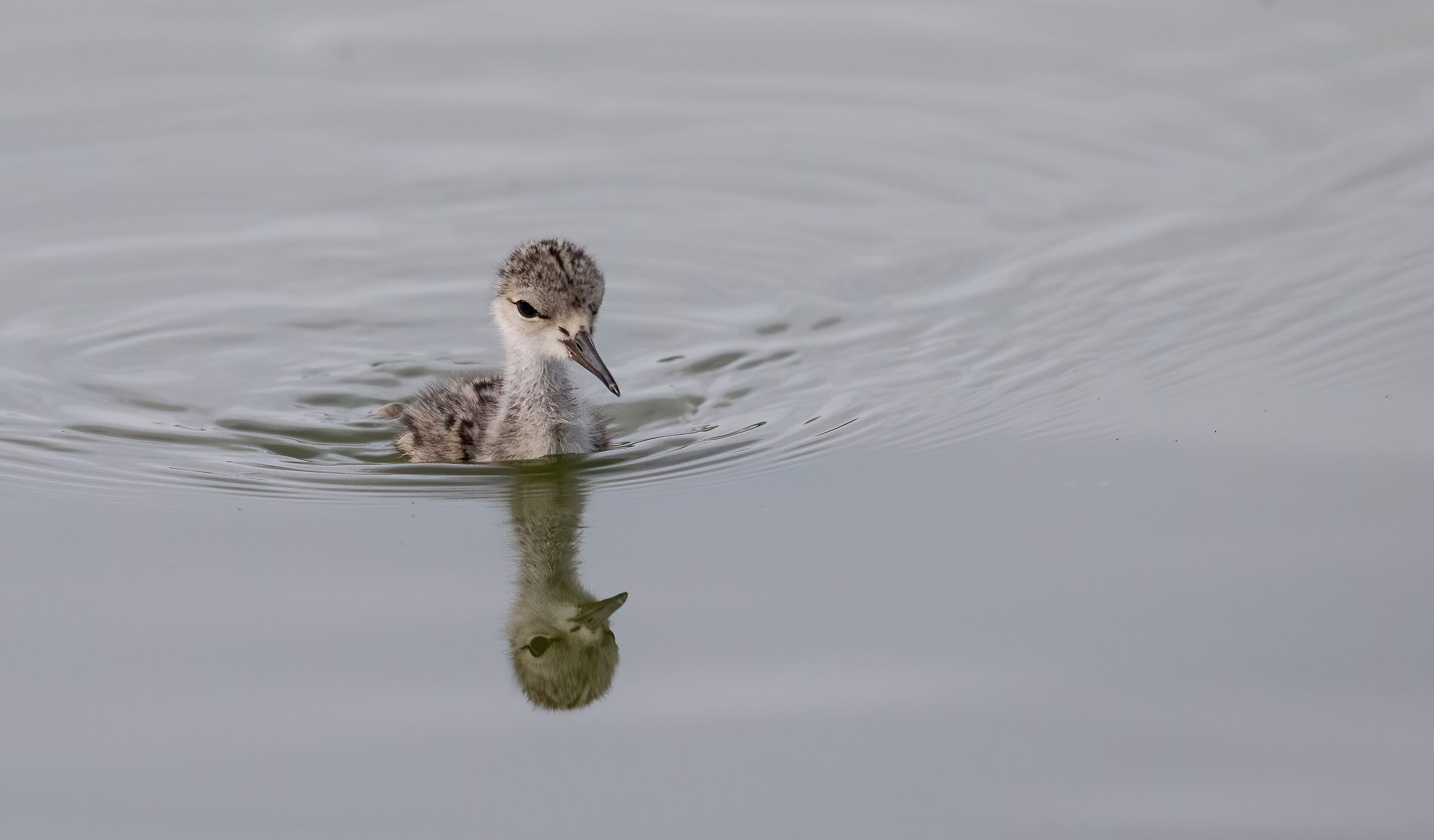 Pullo di Cavaliere D'Italia