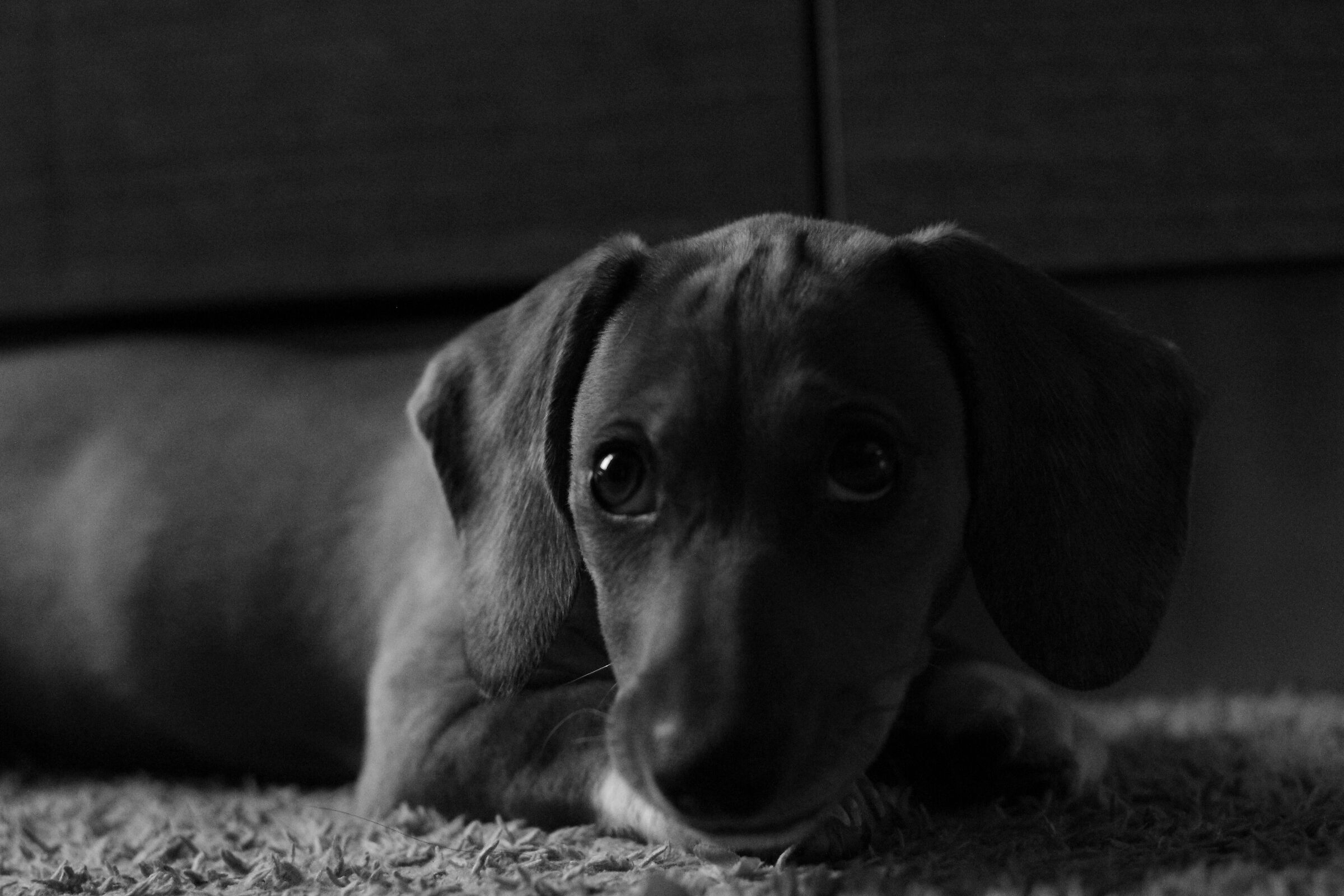 Lily the Dachshund