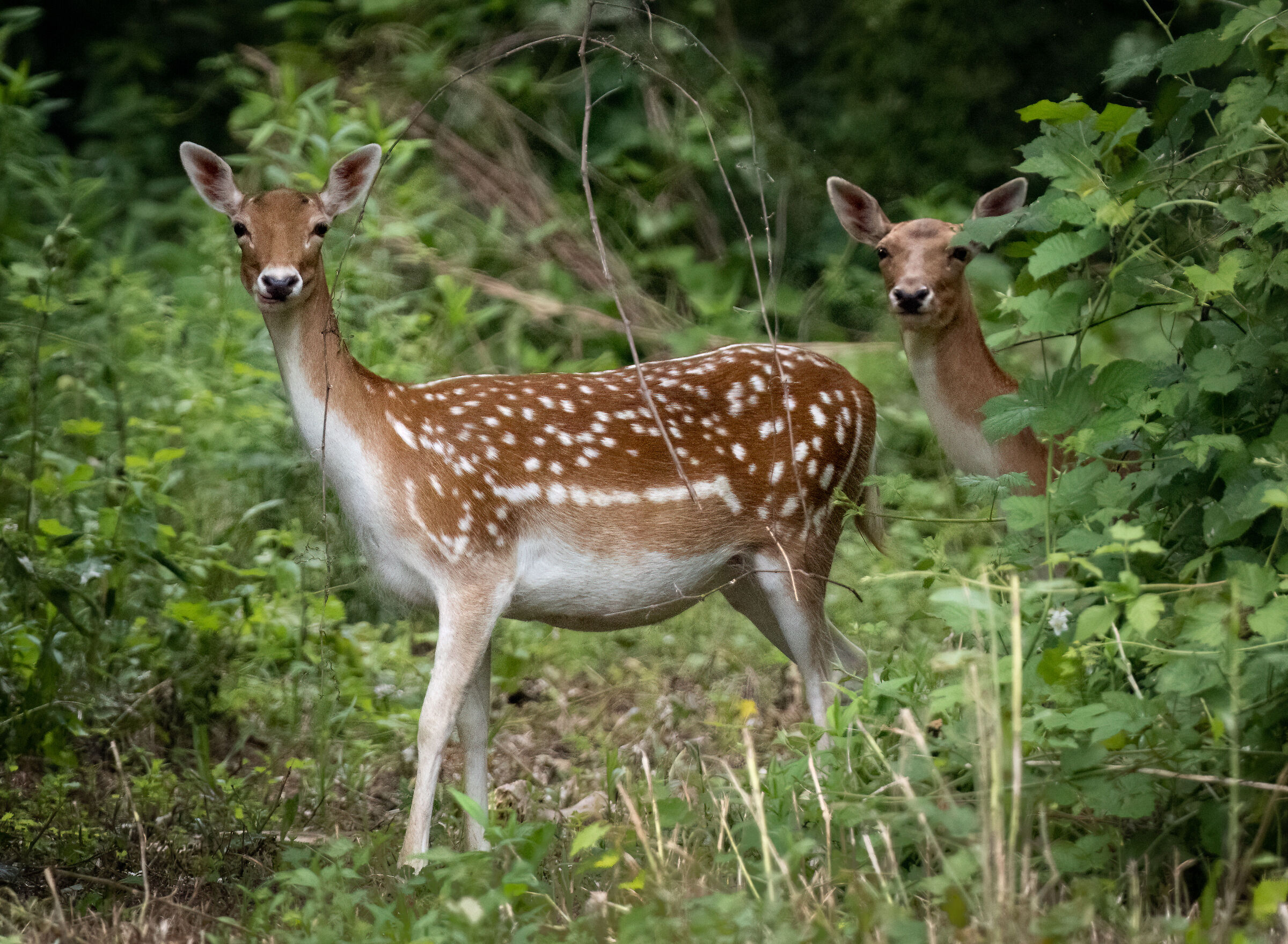 Fallow deer in freedom in the Oglio Nord park