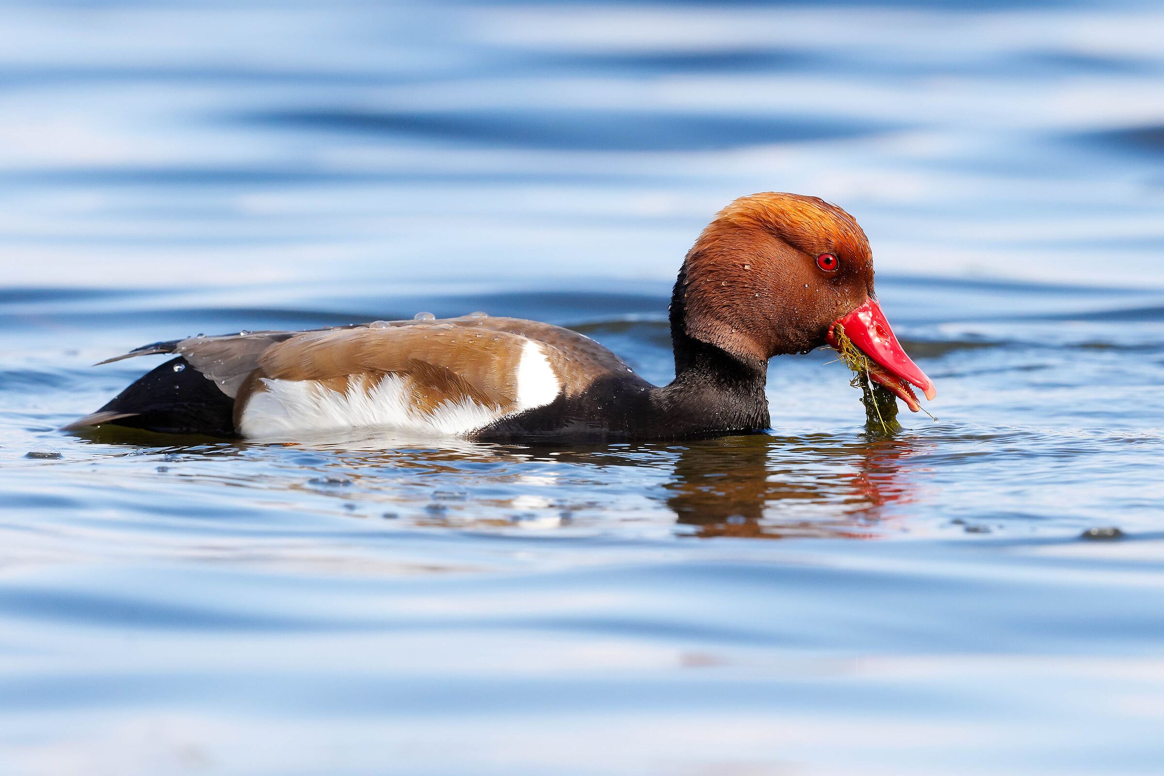 Fistione Turco al pascolo di alghe