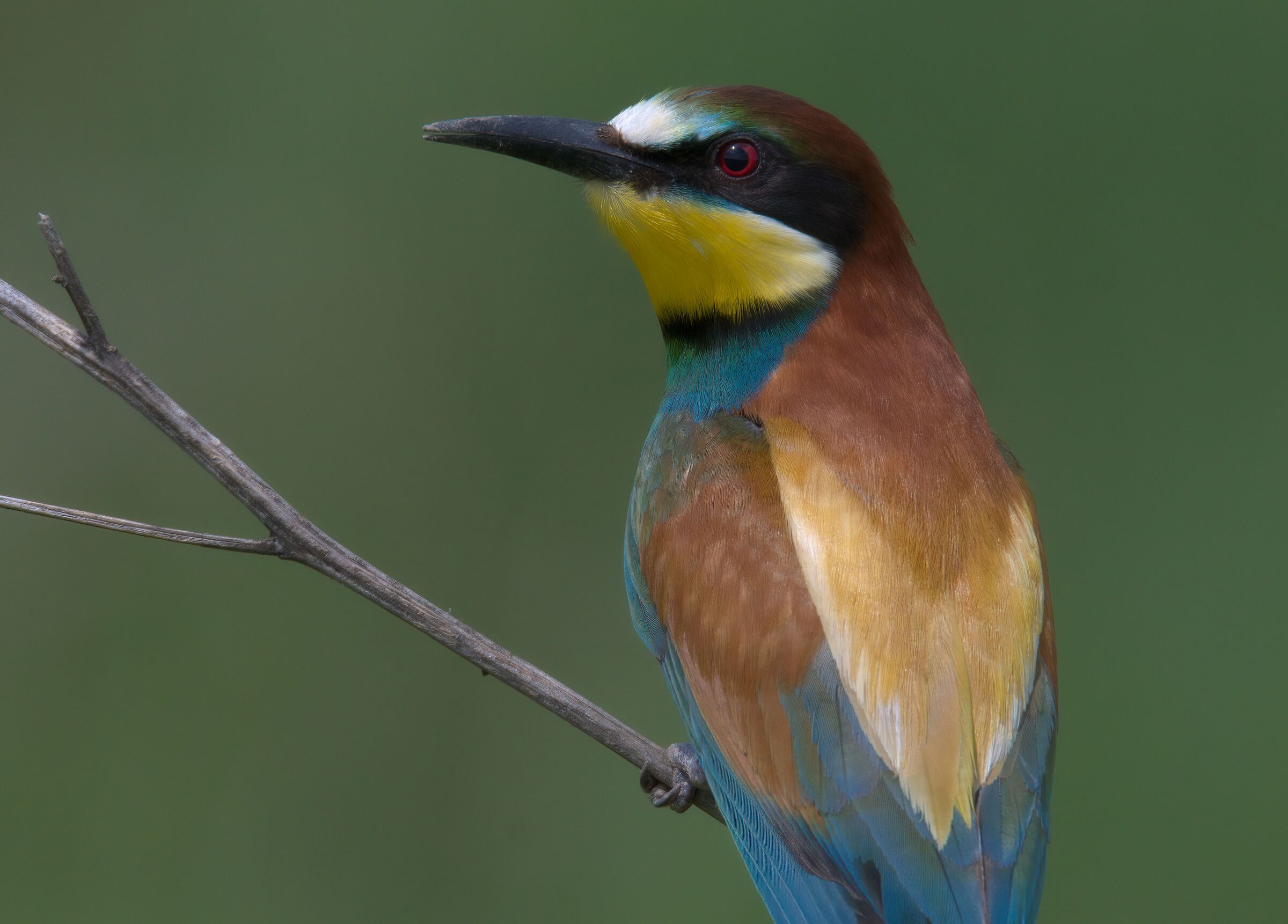 BEE-EATER