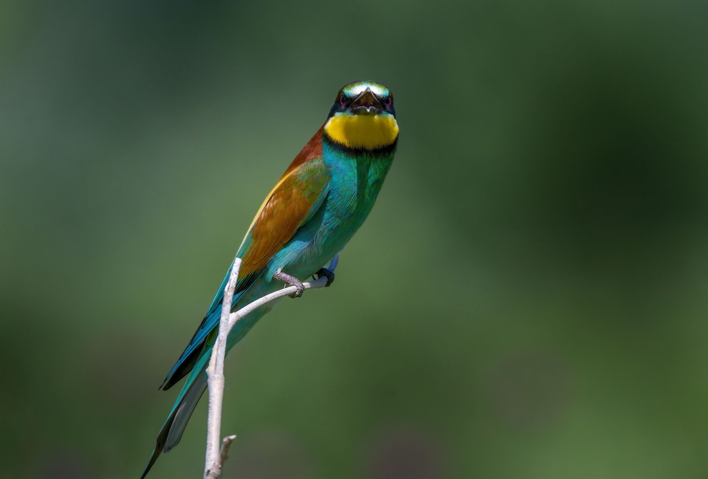 BEE-EATER