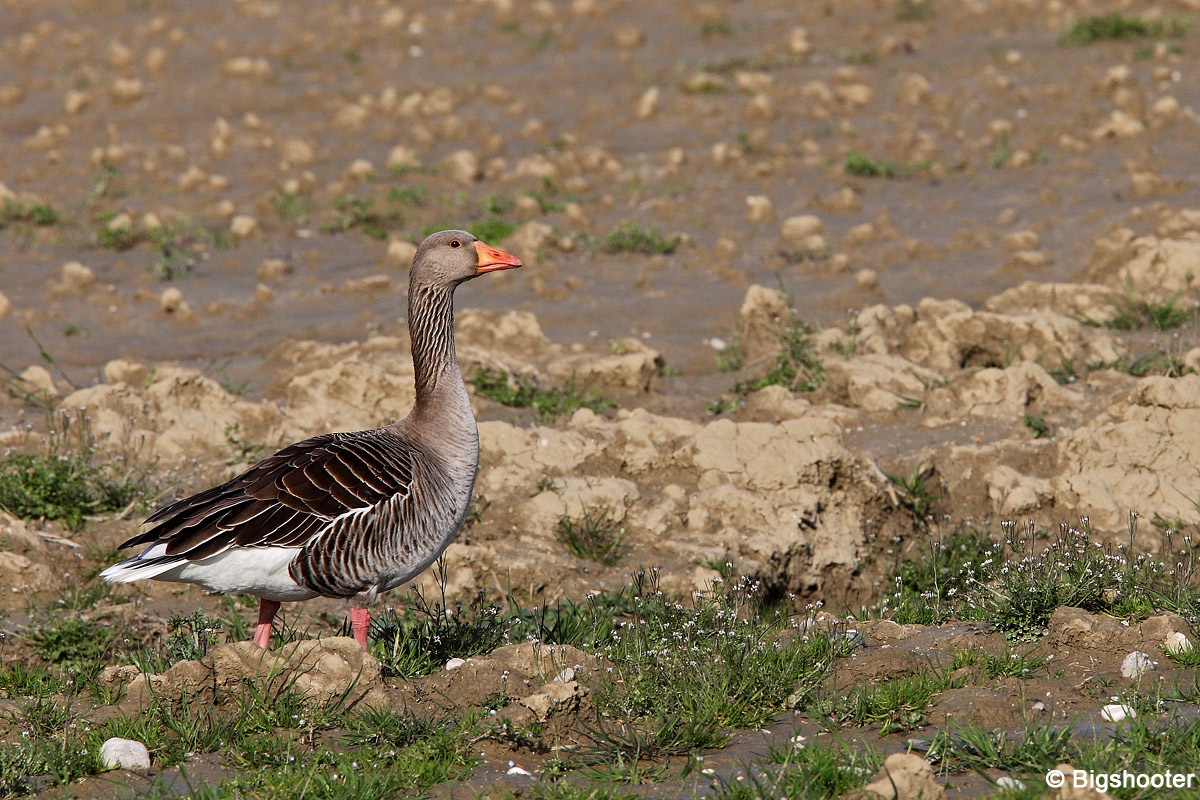 Greylag Goose
