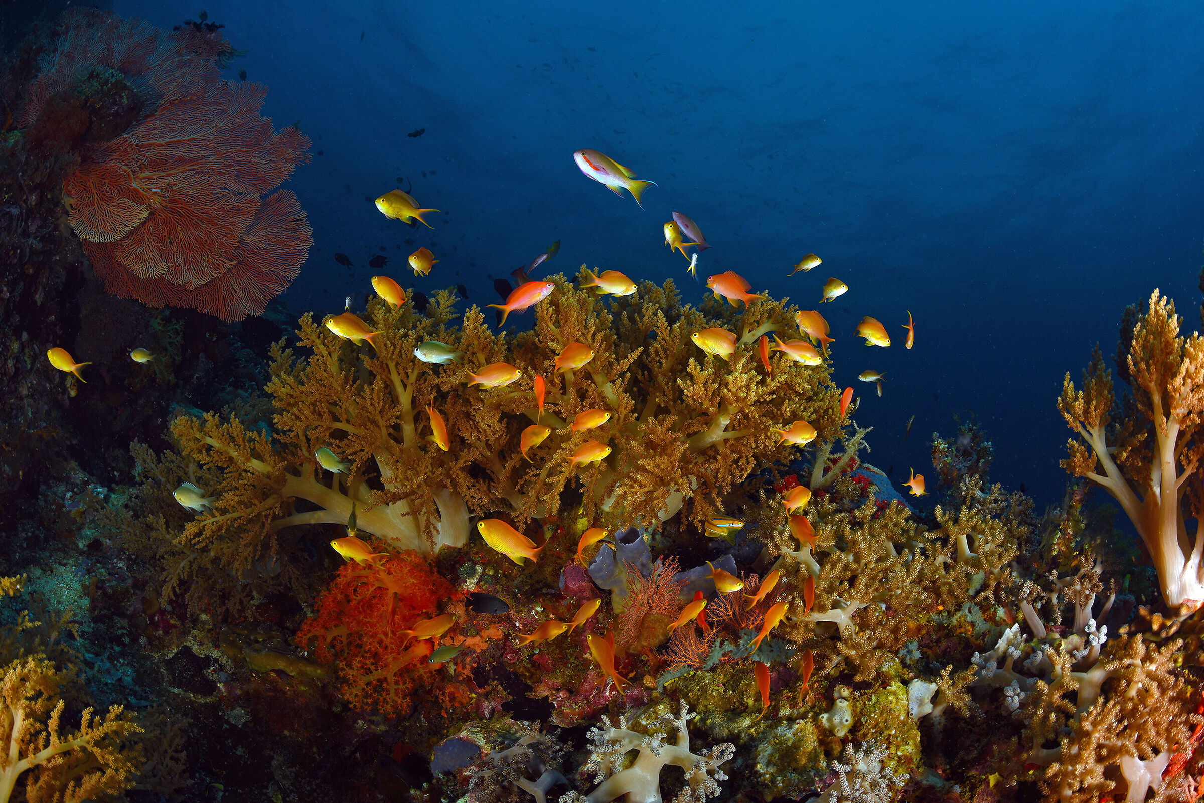 Marine environment, Sulawesi Indonesia