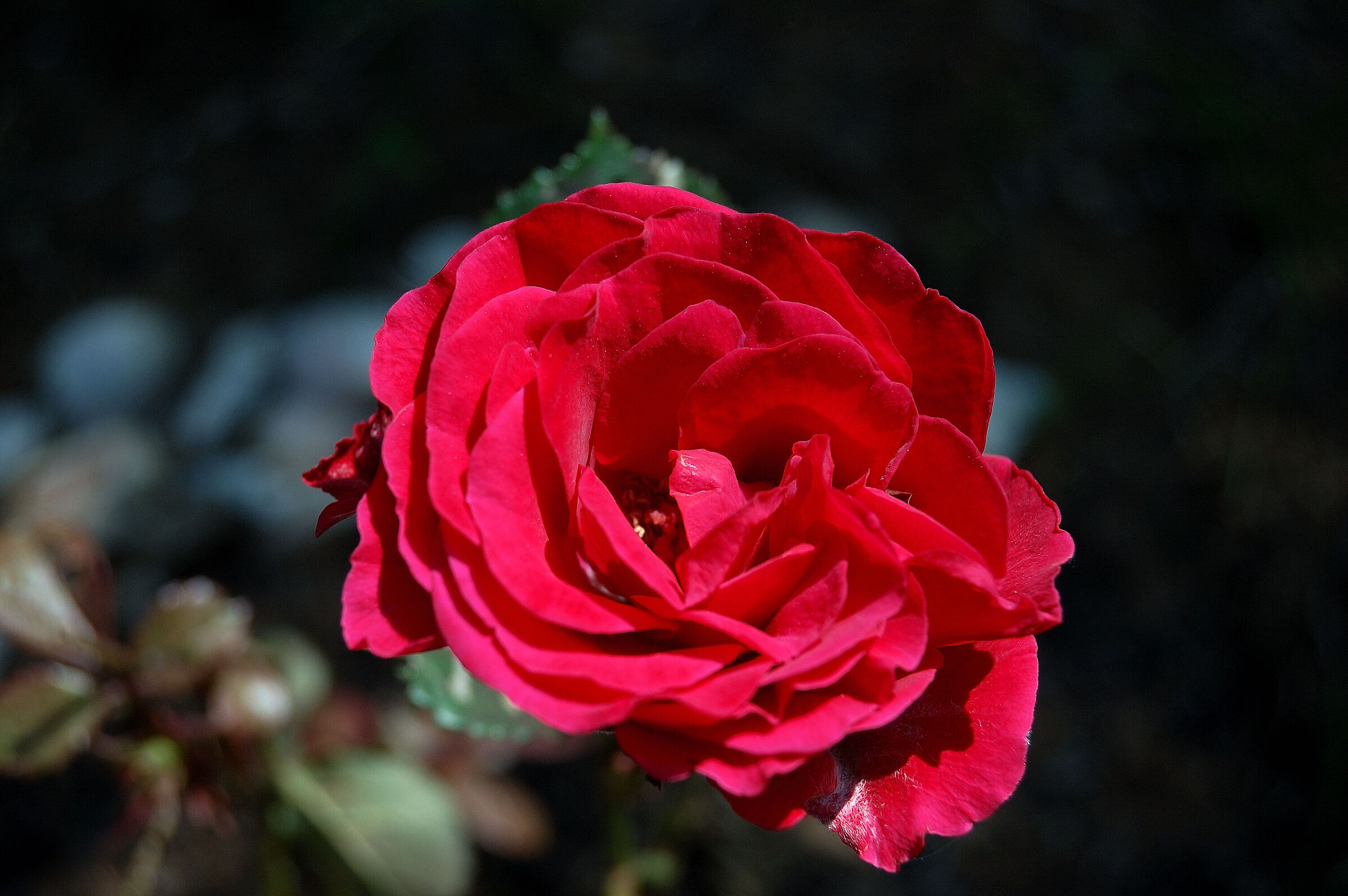 Rosellina