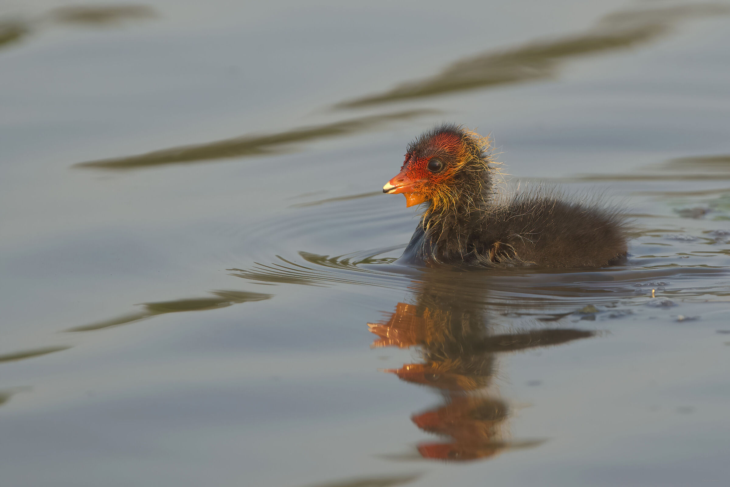 Coot pullo