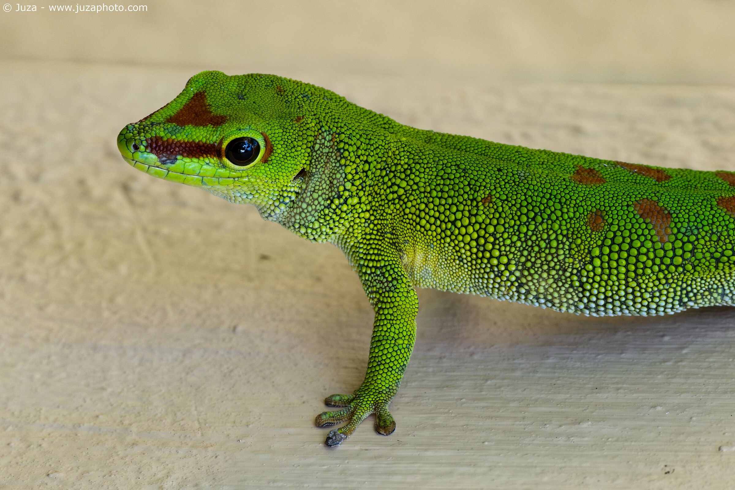 Phelsuma grandis