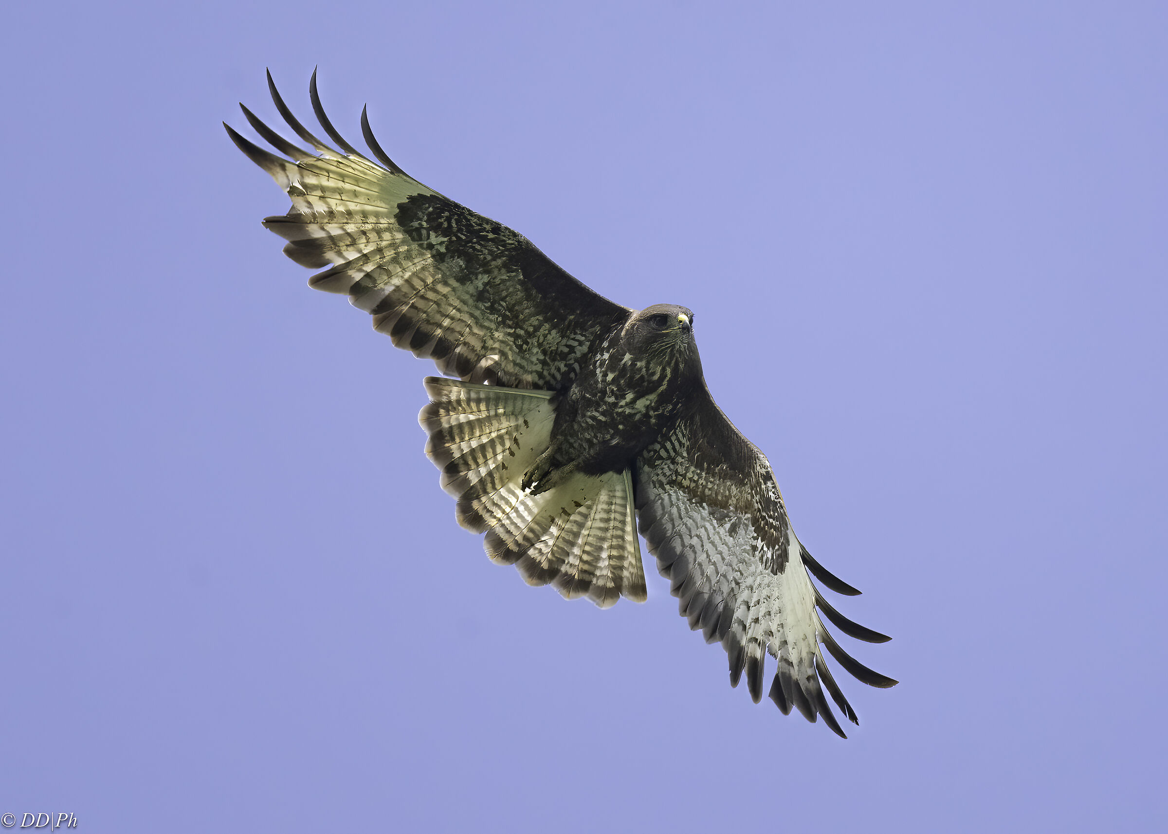 Buzzard