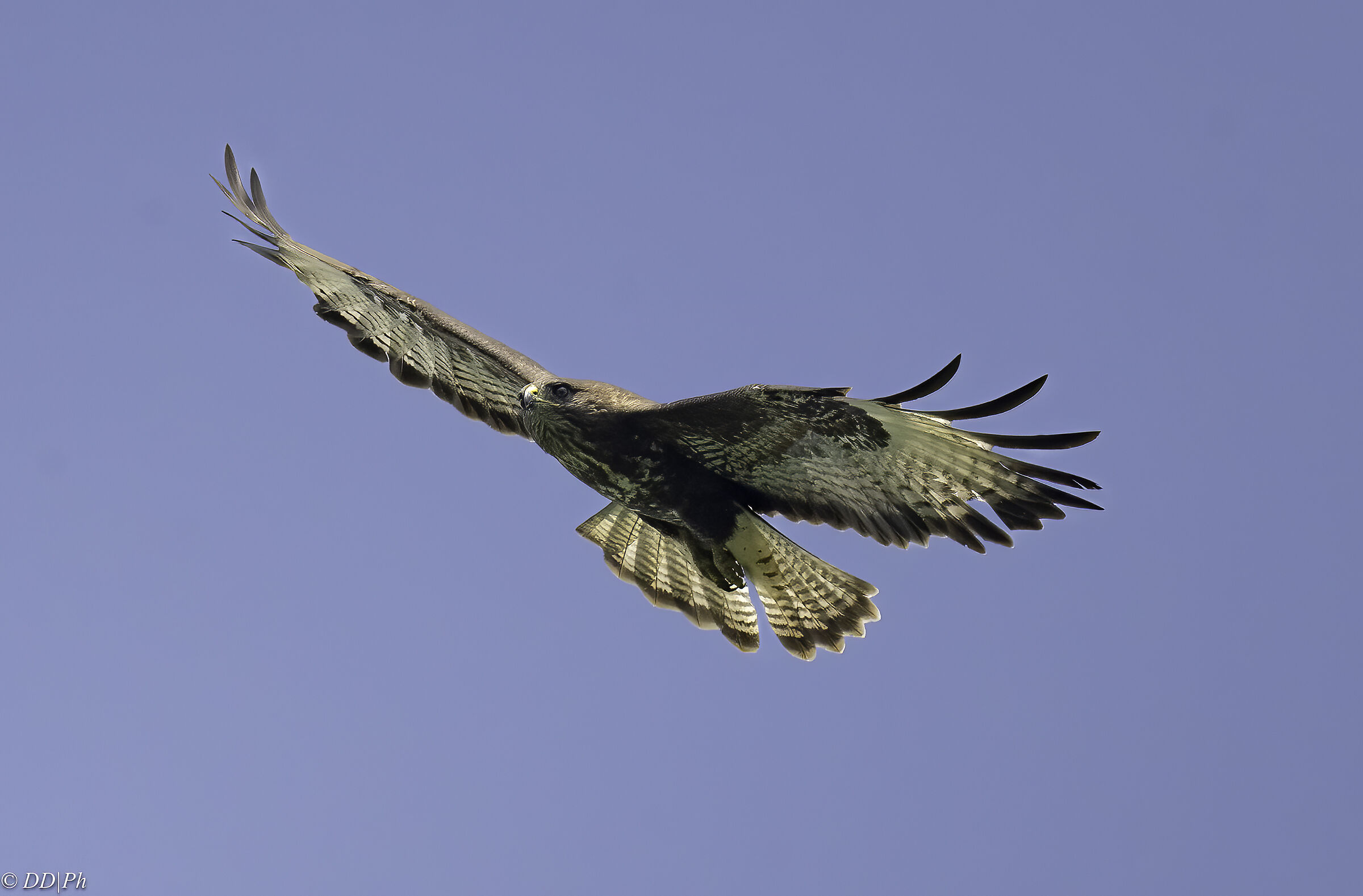 Buzzard