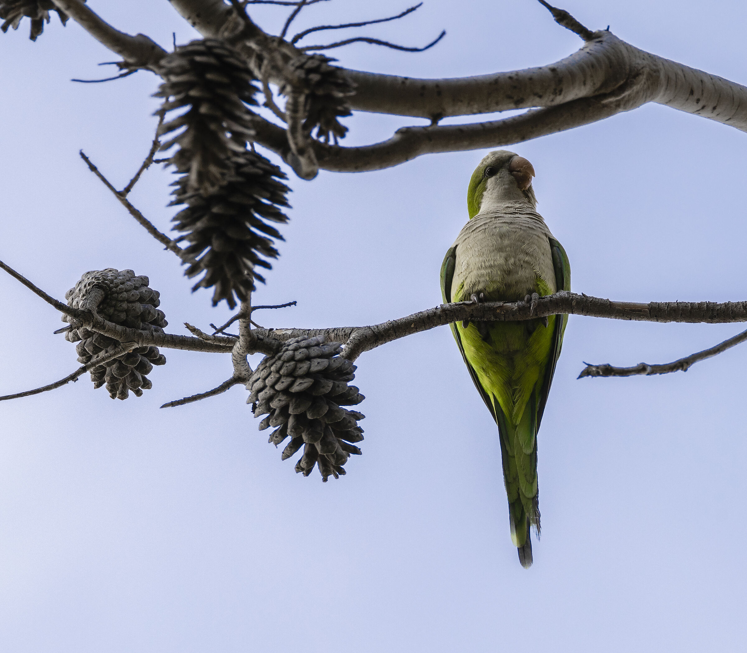 Monk Parakeet
