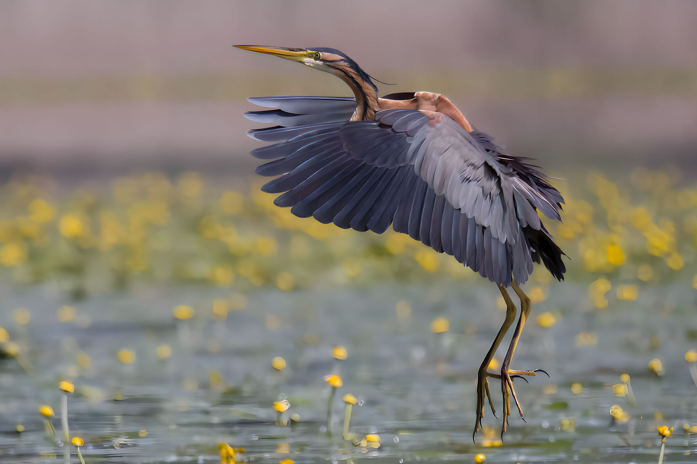 Red Heron Tuscany