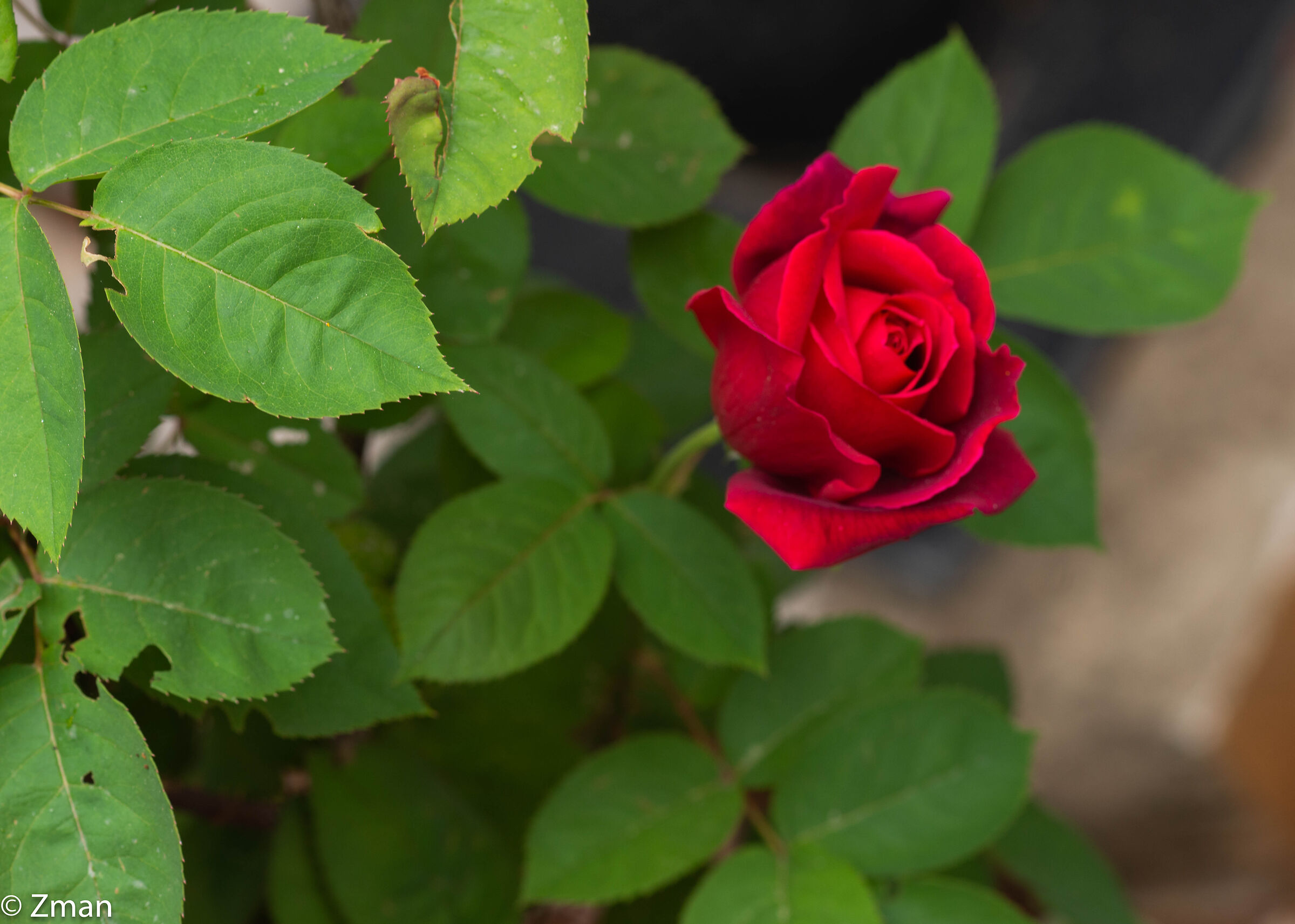 Rosa rossa rossa