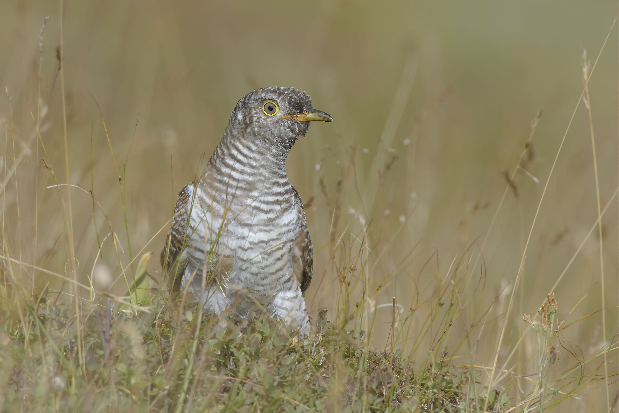 Cuculo juv