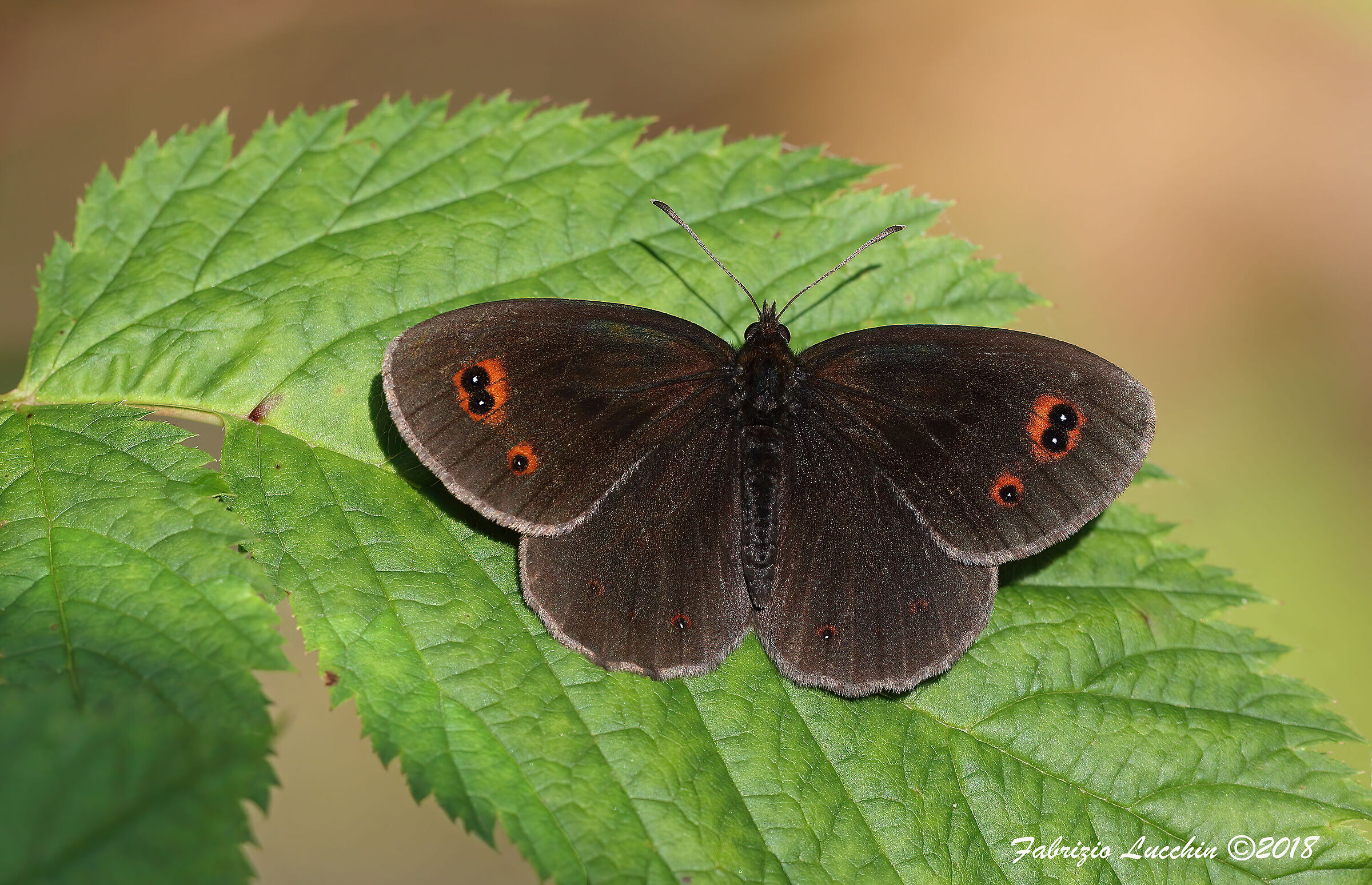 Erebia aethiops (Esemplare maschio)