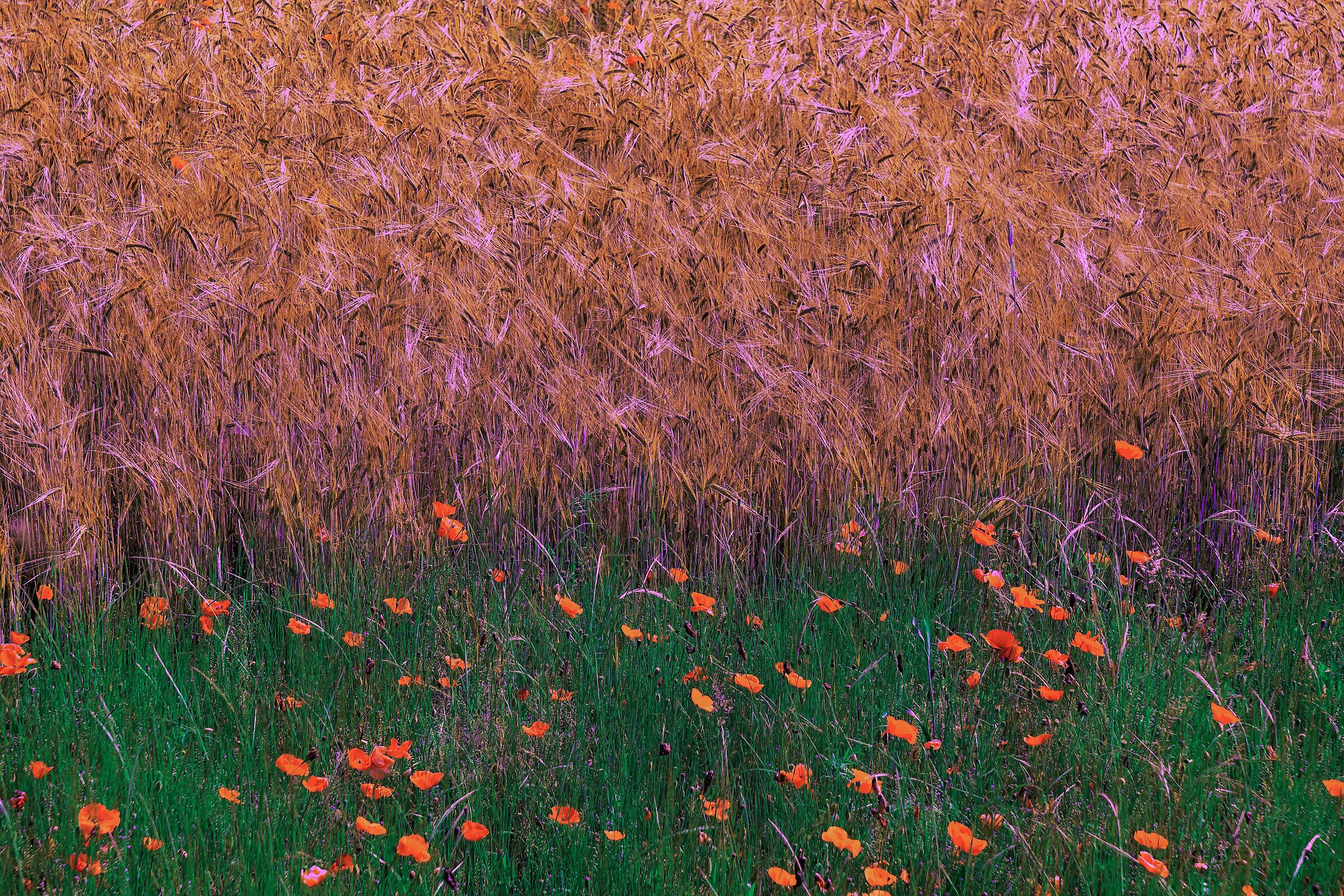 What do you know about a wheat field.............